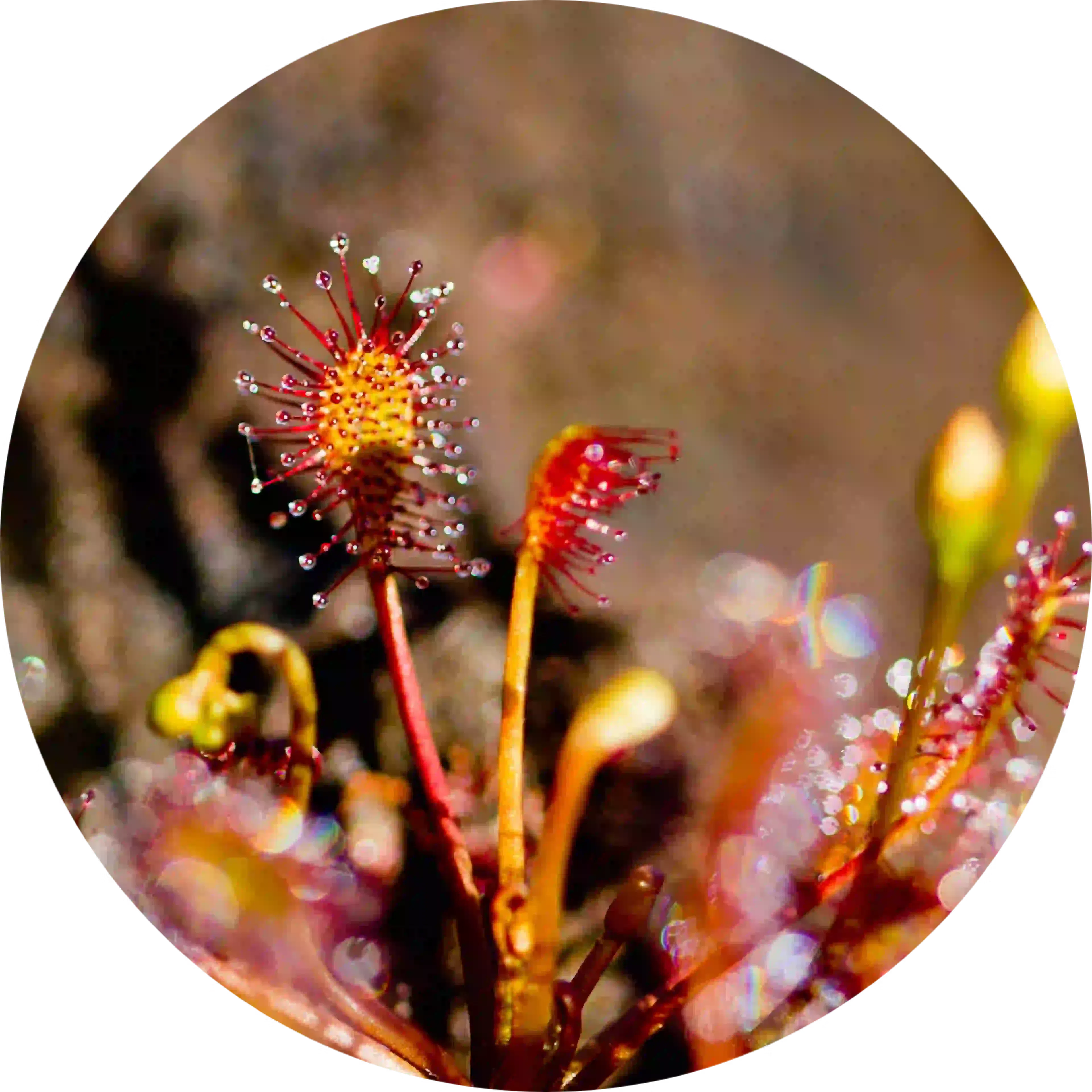 actieve bestanddelen drosetux drosera