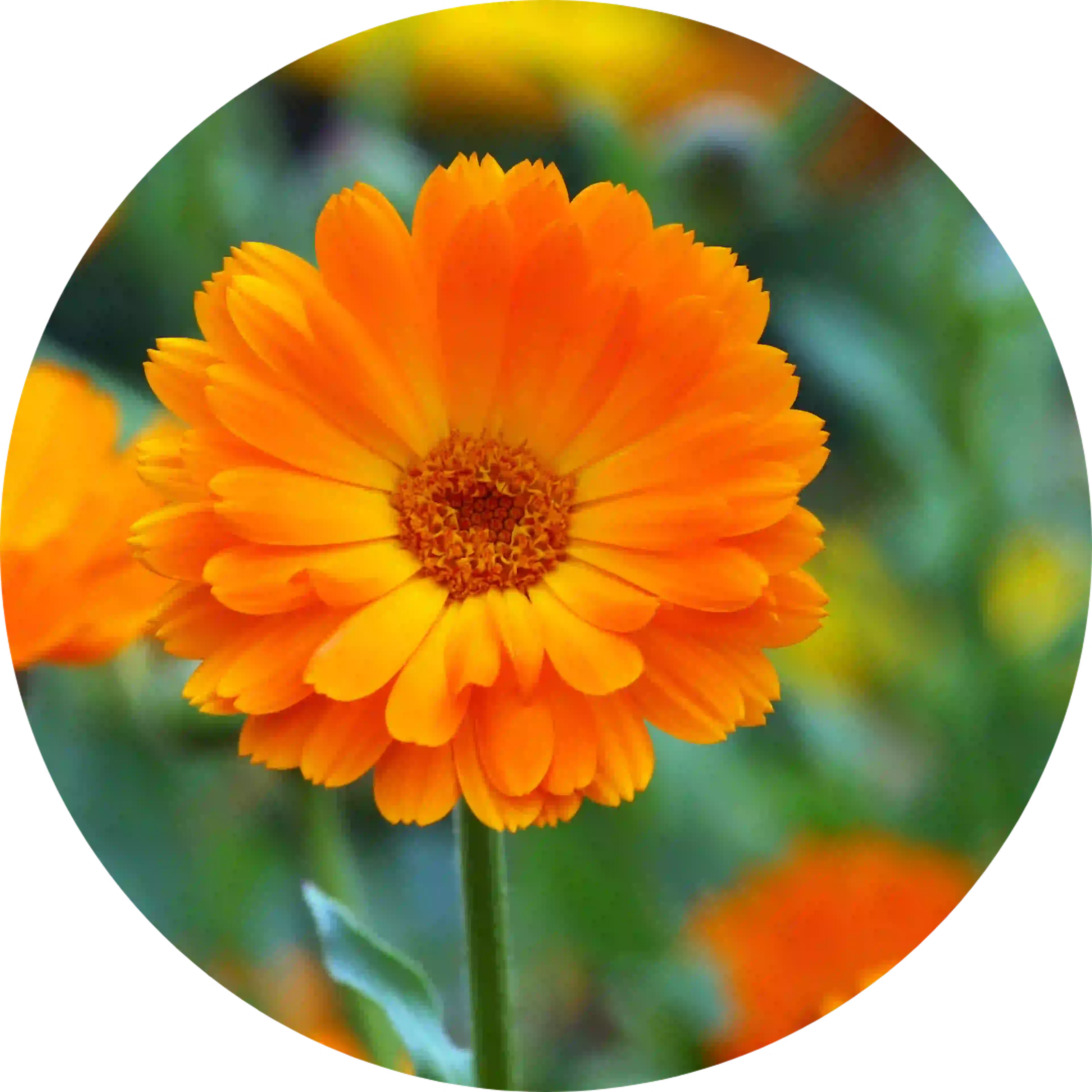 composant actif homeodent dentifrice chlorophylle gencives sensibles calendula