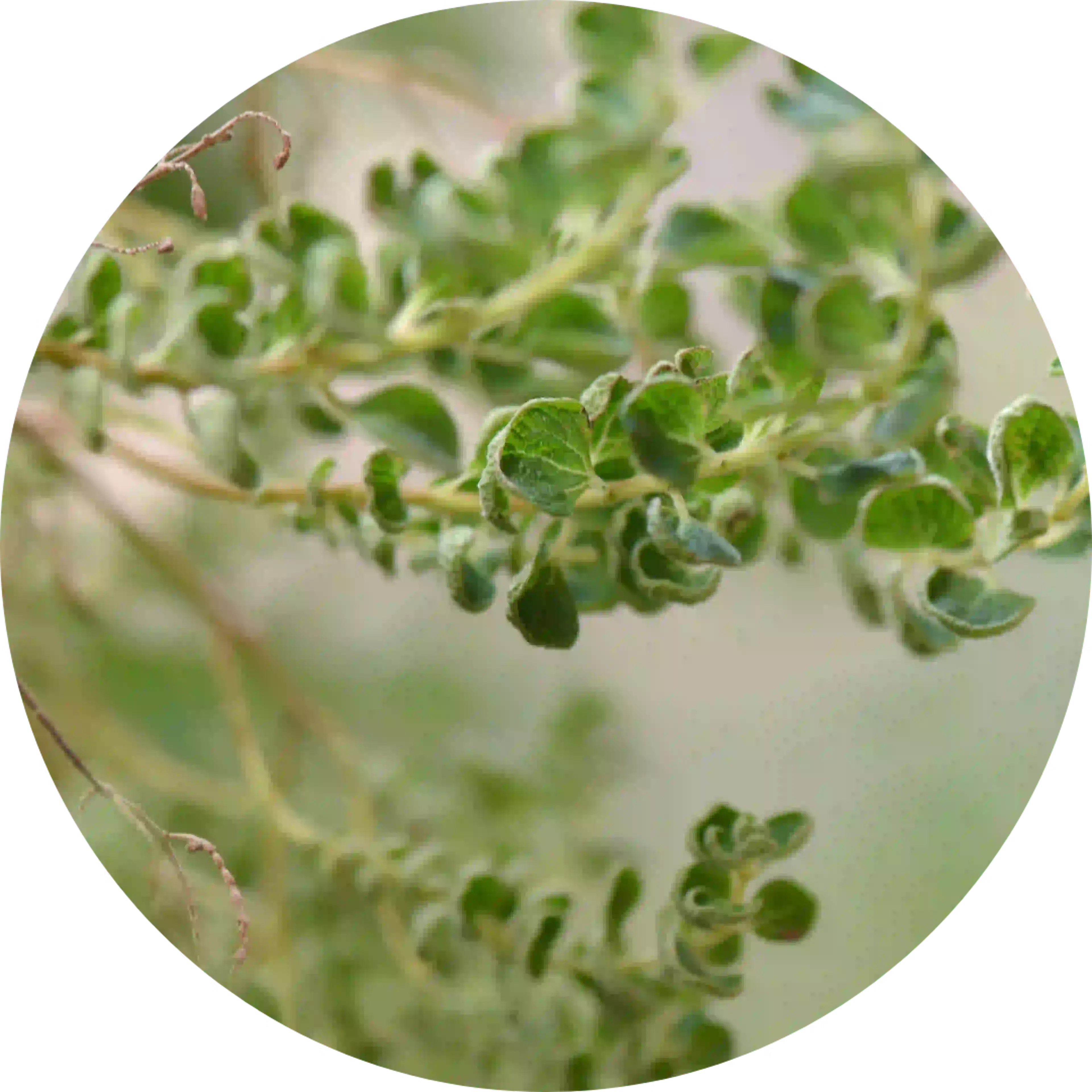 composant actif homeodent dentifrice chlorophylle gencives sensibles mirrhe