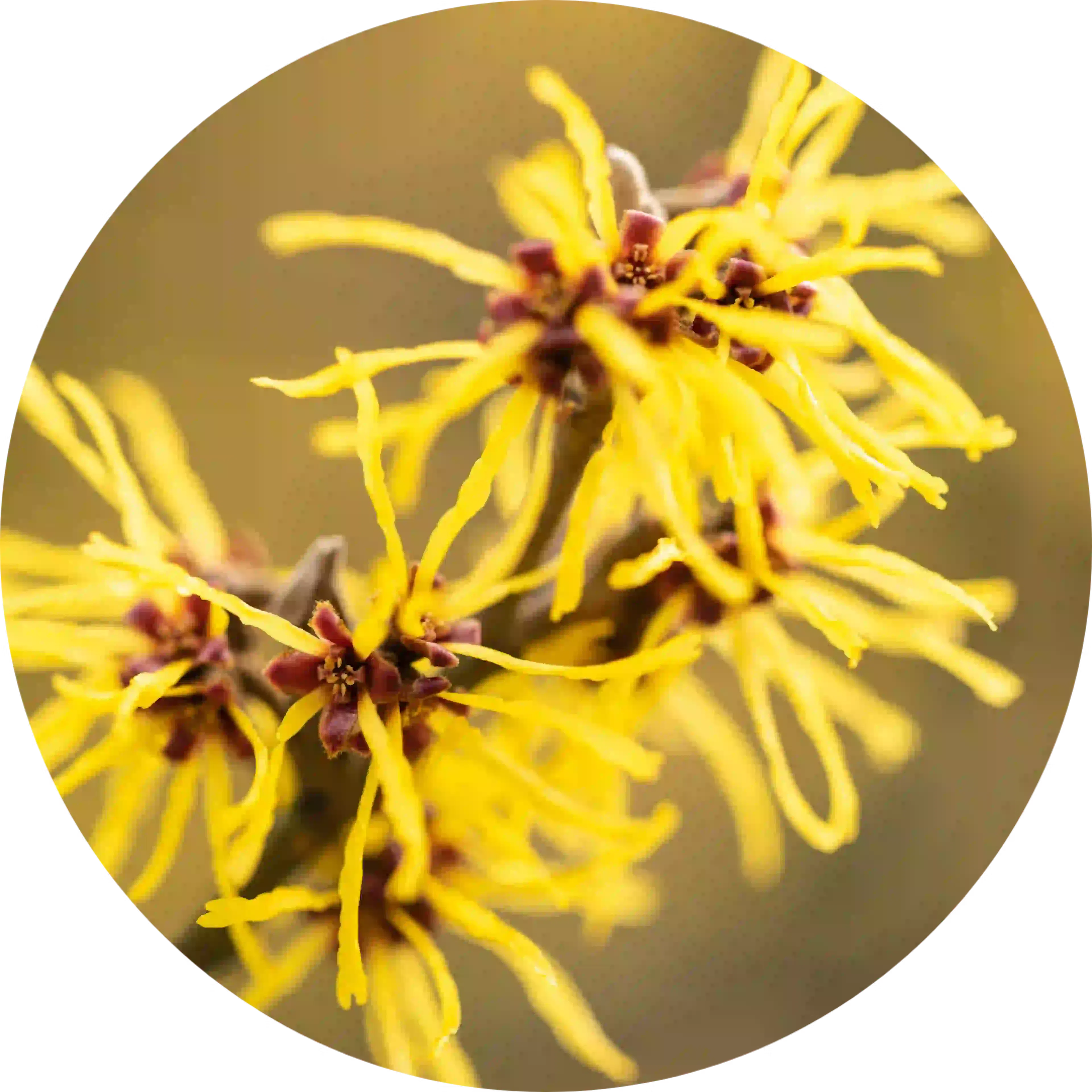 composant actif homeodent dentifrice chlorophylle gencives sensibles hamamélis