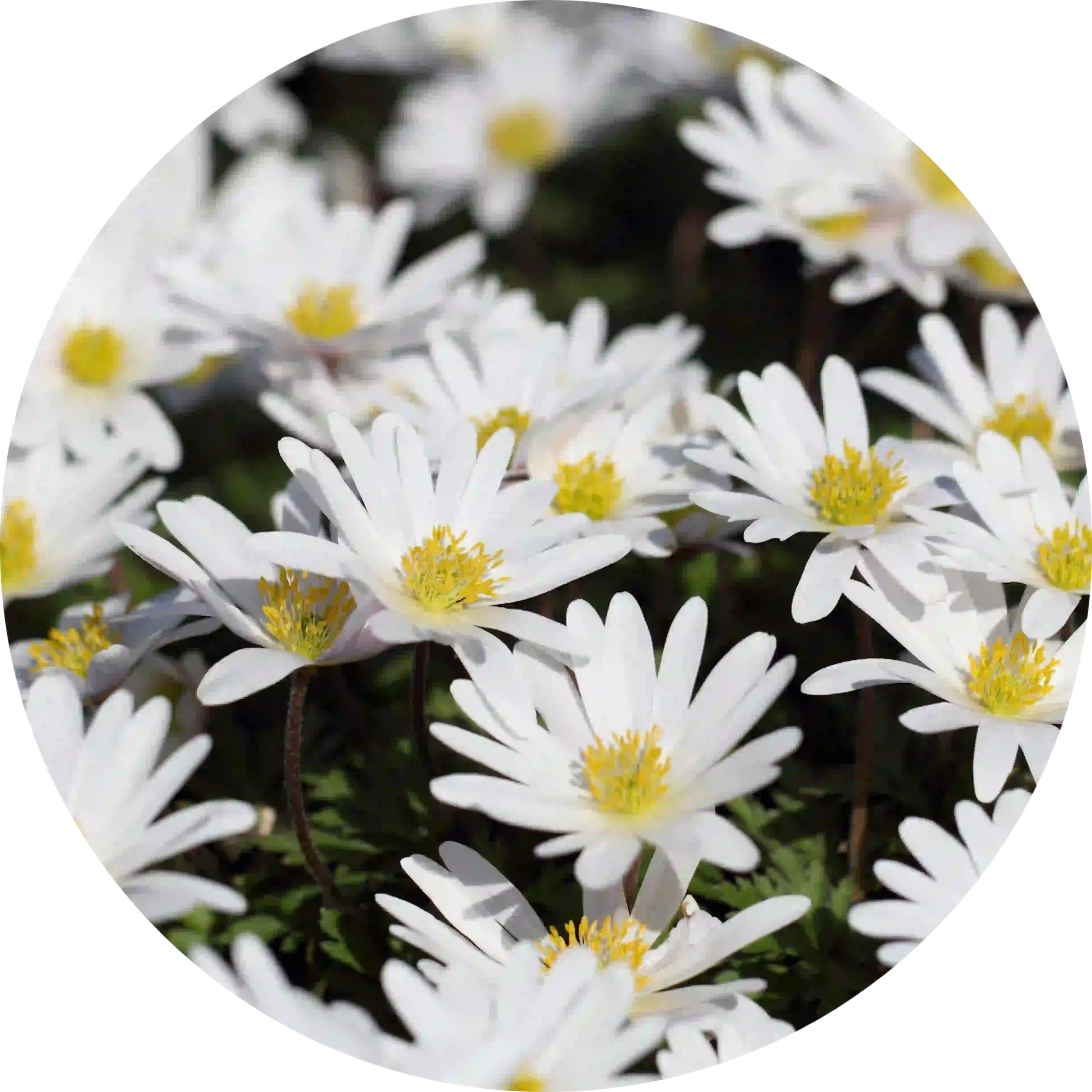 actief bestanddeel acthéane symptoom menopauze sanguinaria canadensis