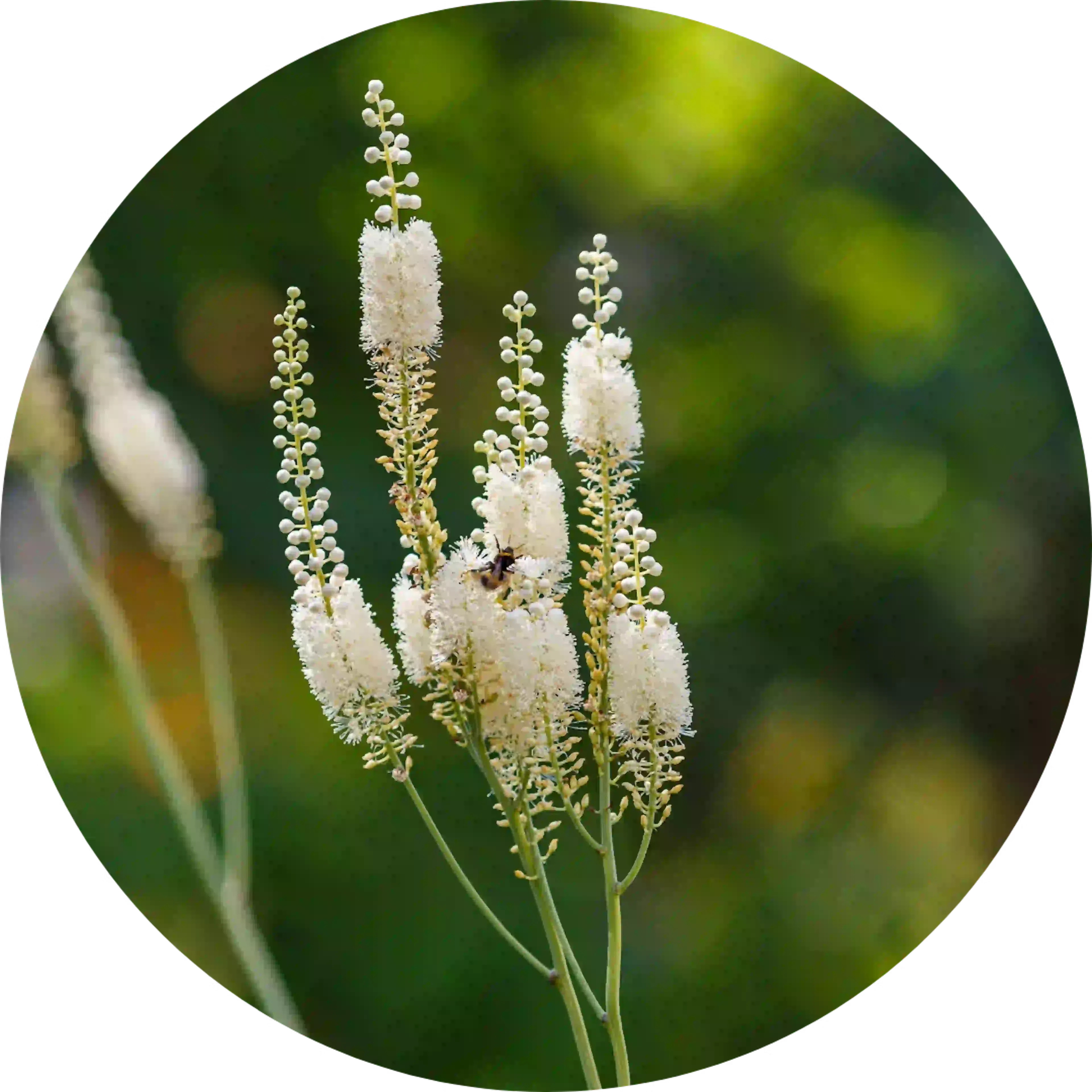 actief bestanddeel acthéane bloem plant actaea racemosa