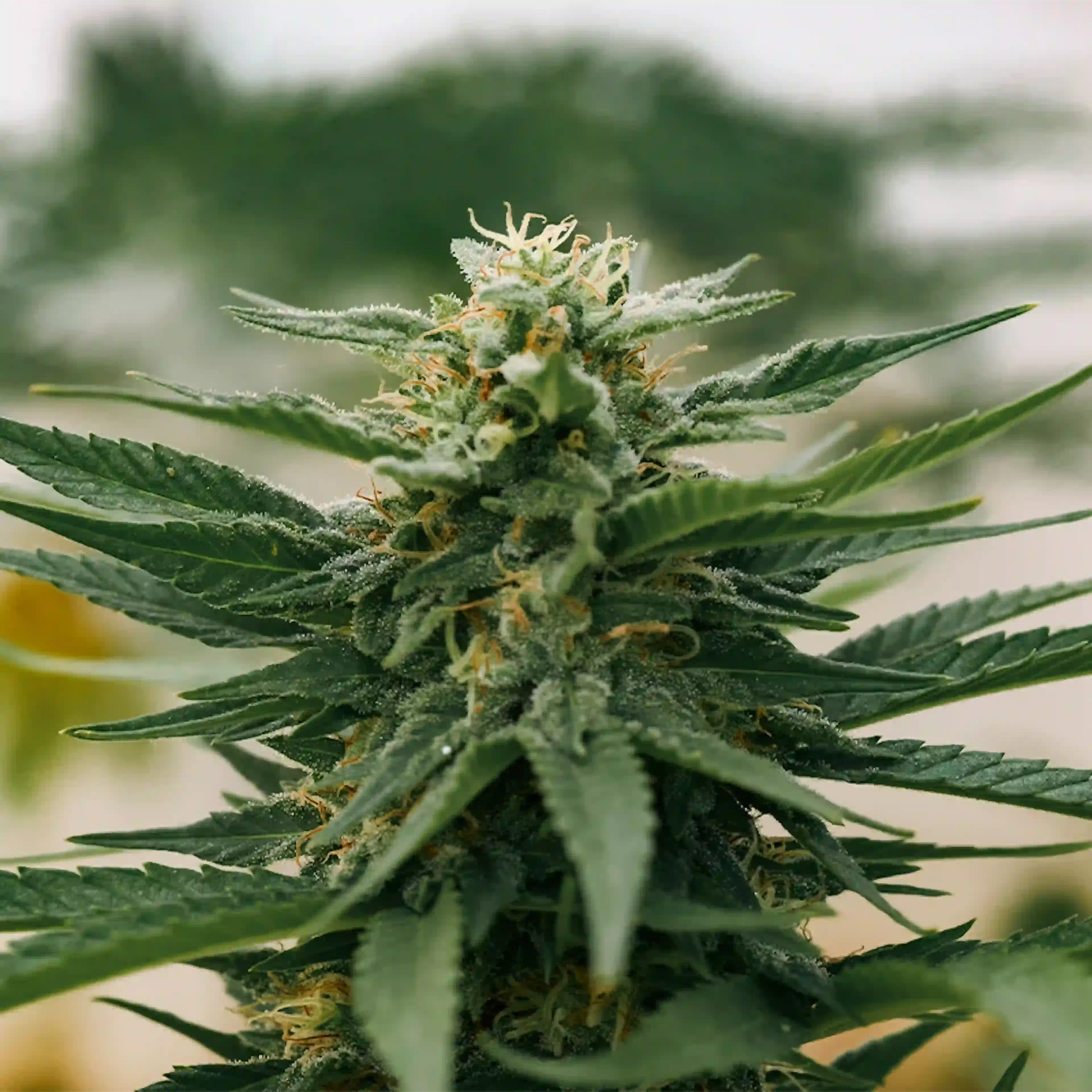 plante origine produit chanvre molecule cbd et bienfaits