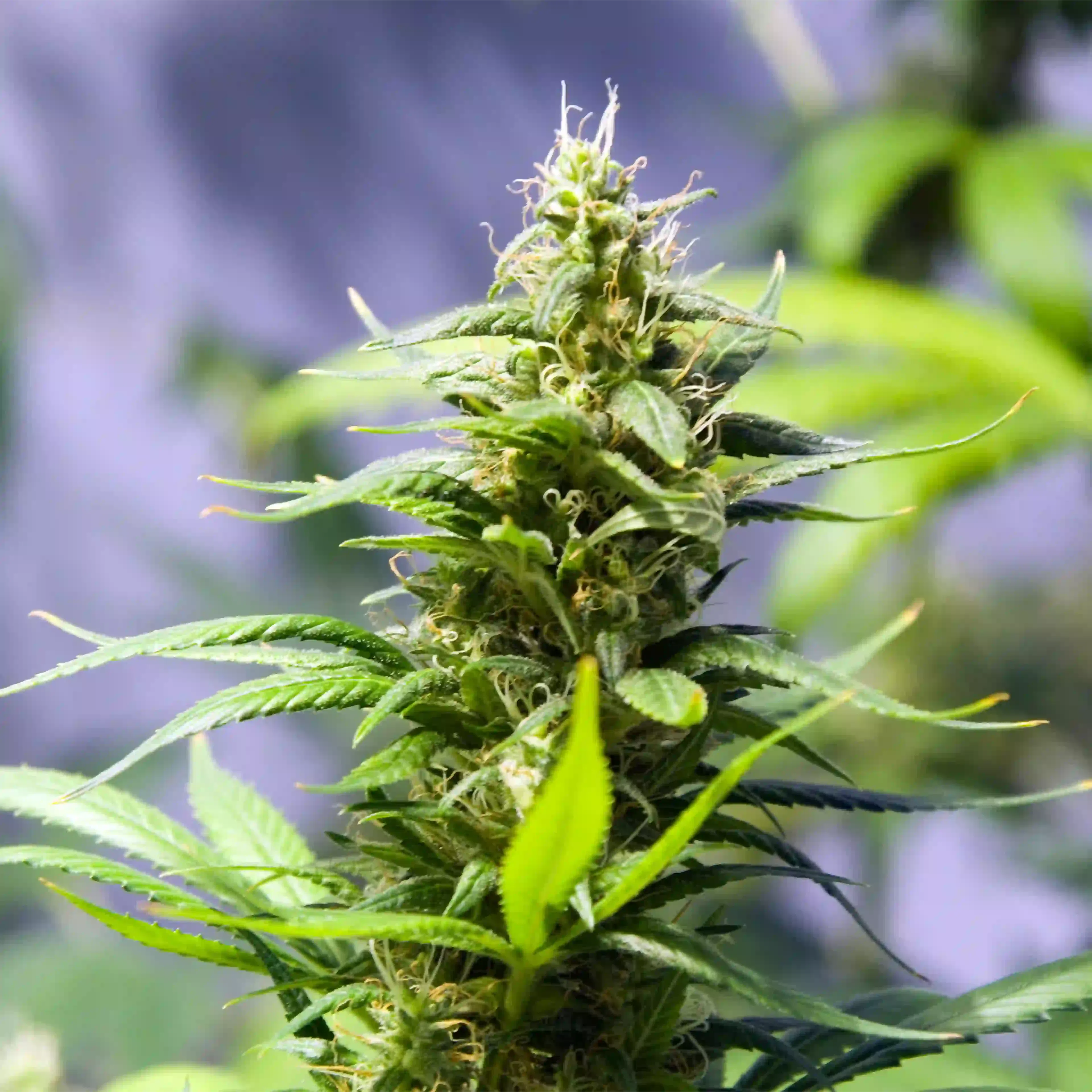 chanvre plante cannabis boiron