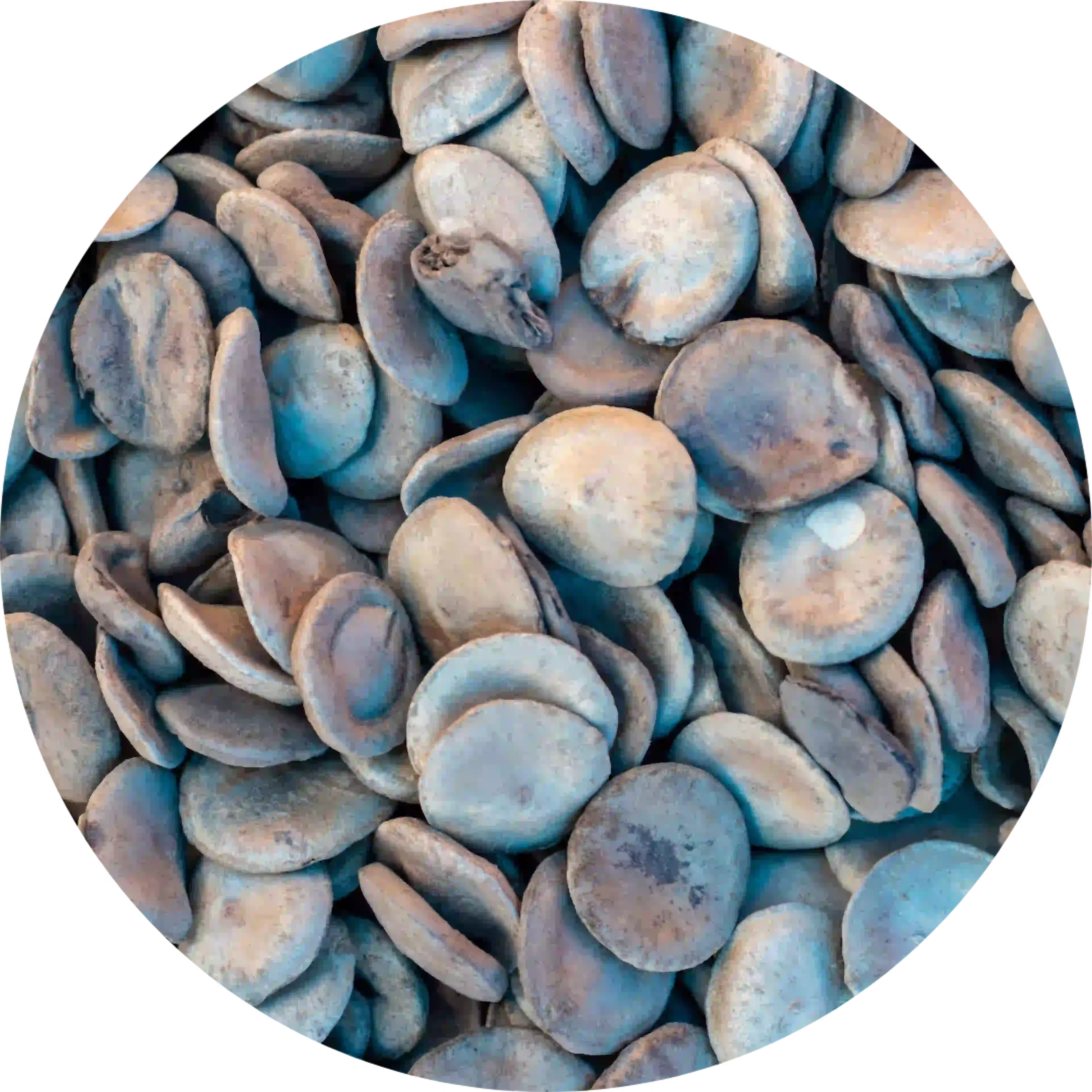 composant actif cocculine nausées et vomissements nux vomica