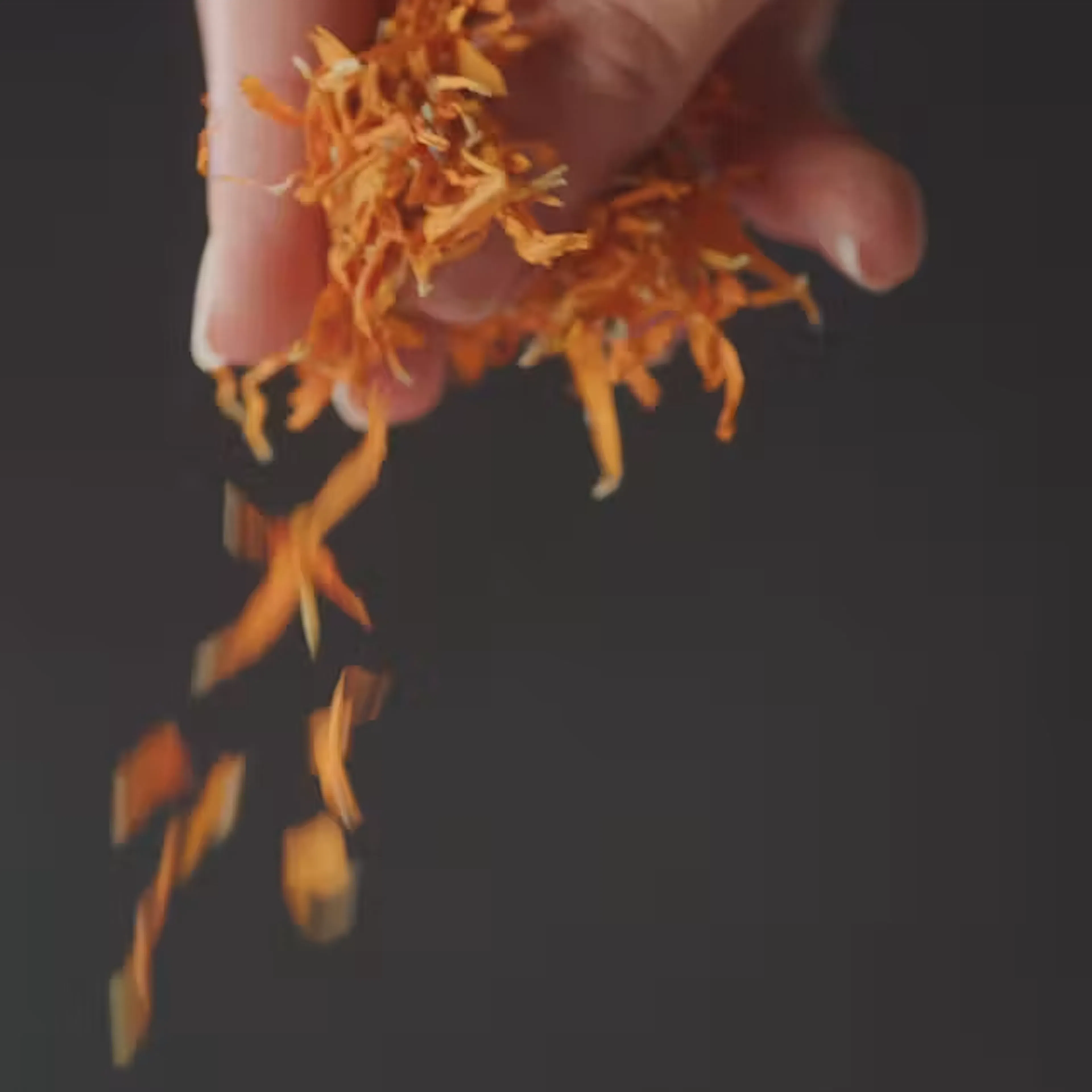 het plukken van calendulabloemen