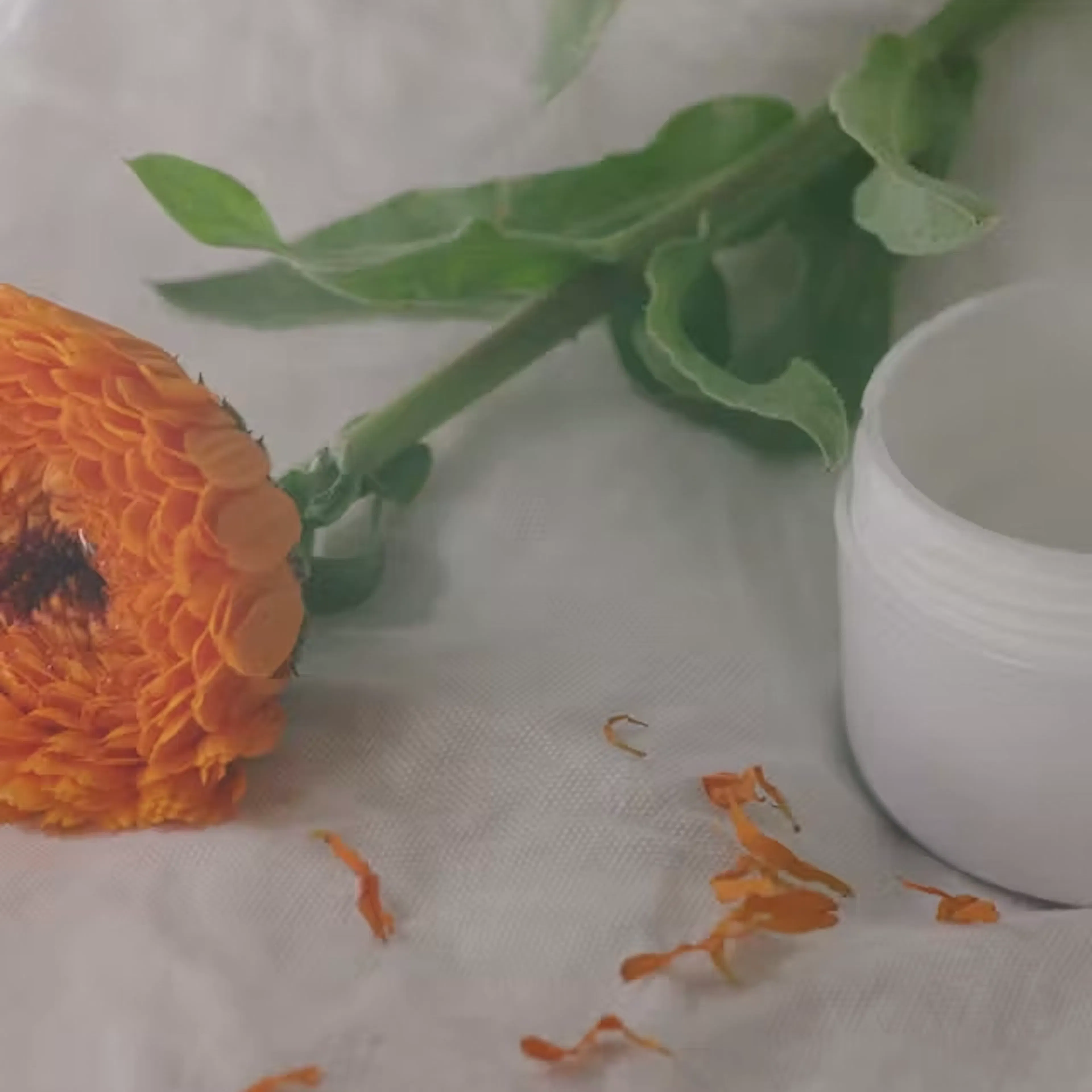 calendula bloem met erkende dermatologische eigenschappen