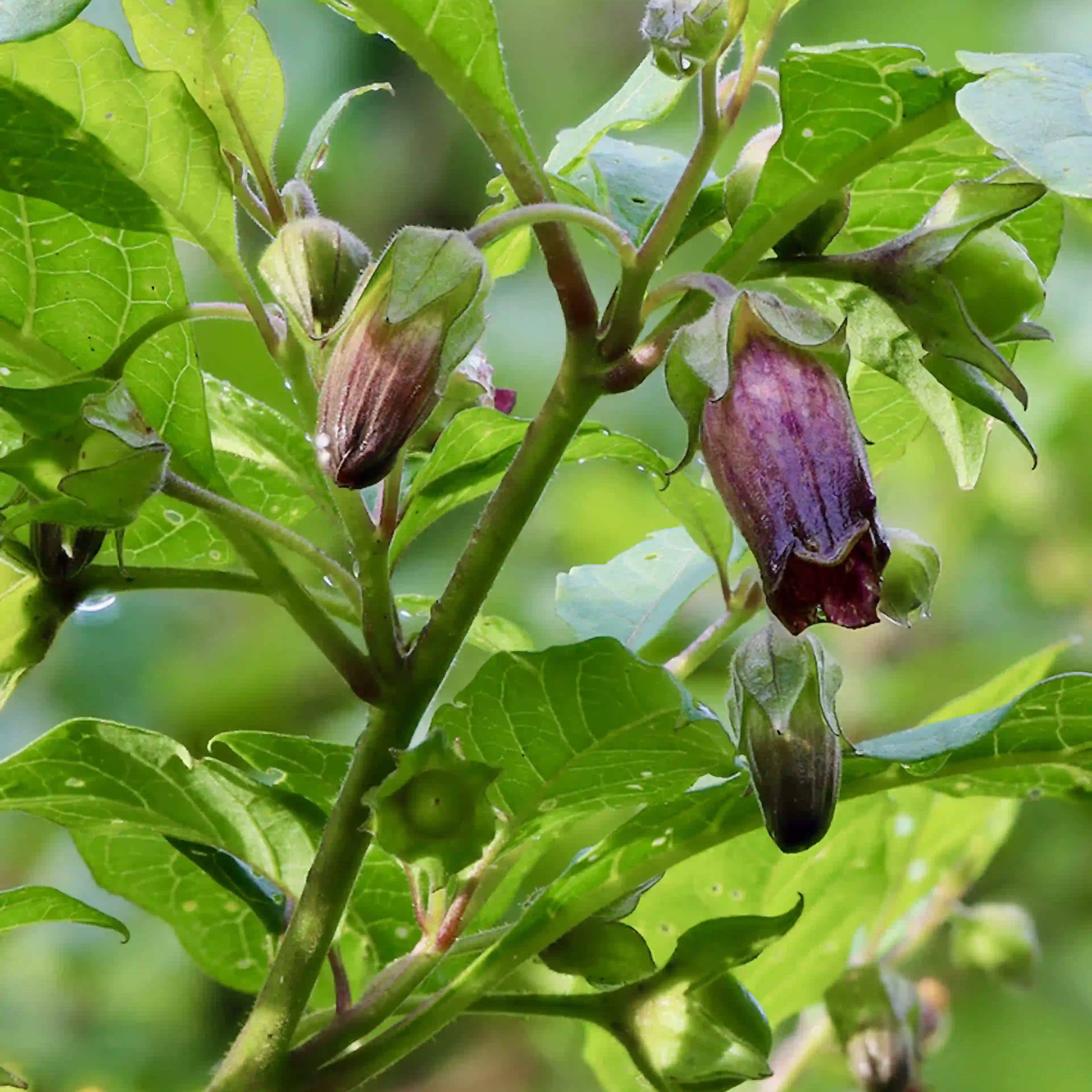 giftige plant oorsprong product belladonna