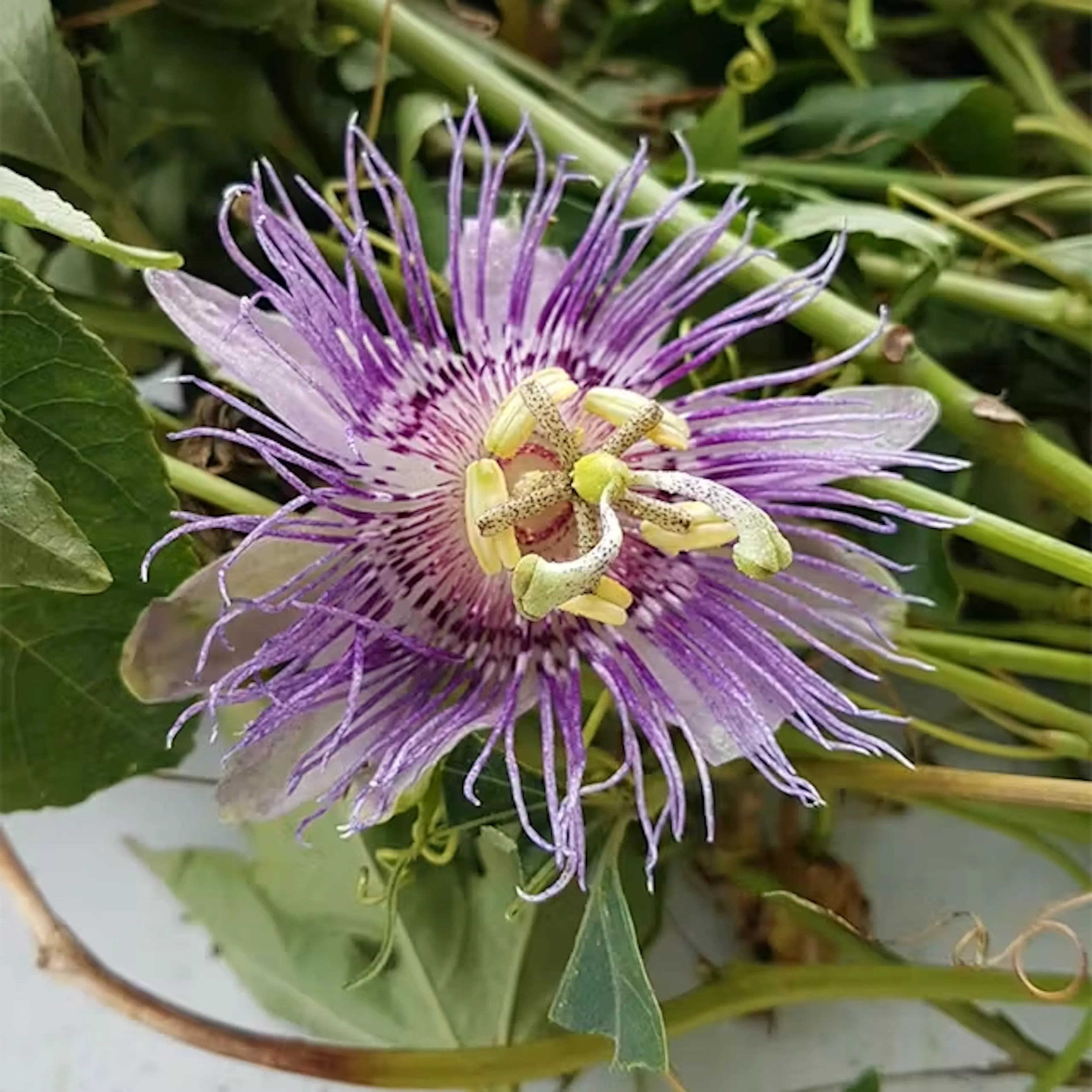 passiebloem met kalmerende en rustgevende eigenschappen