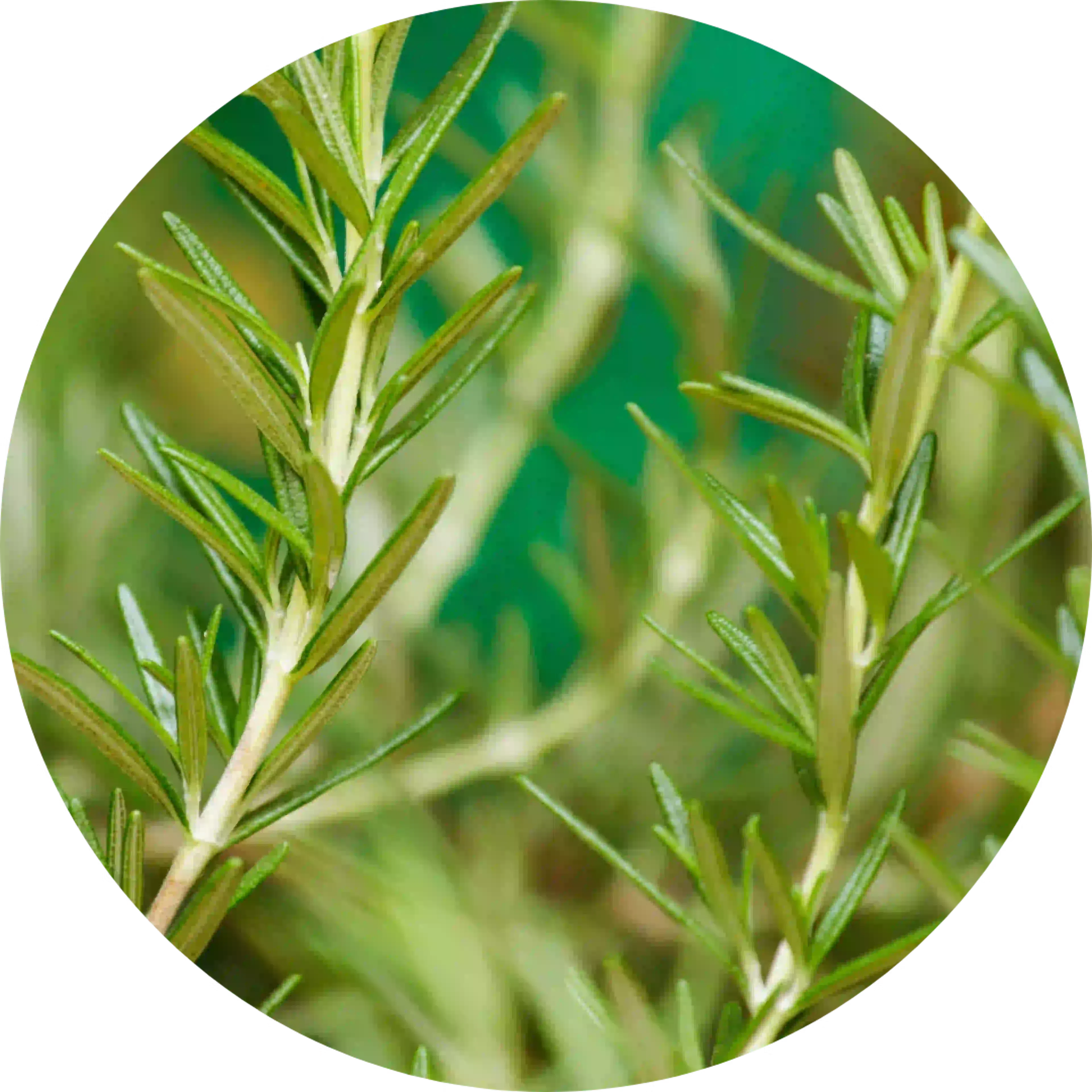 plante romarin, ingrédient euphralia allergies acide rosmarinique