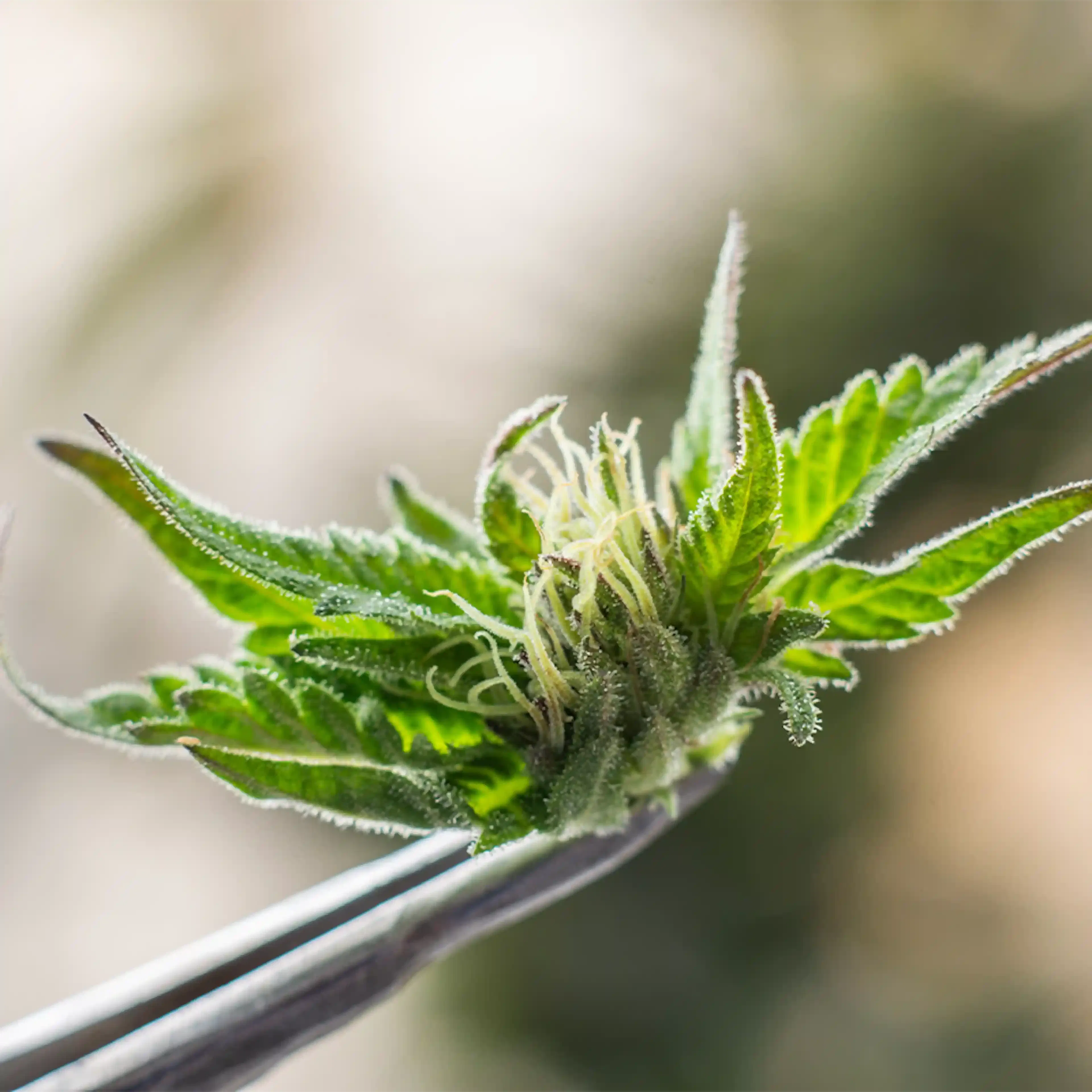 plante cannabis sativa cultivée partout sur terre boiron
