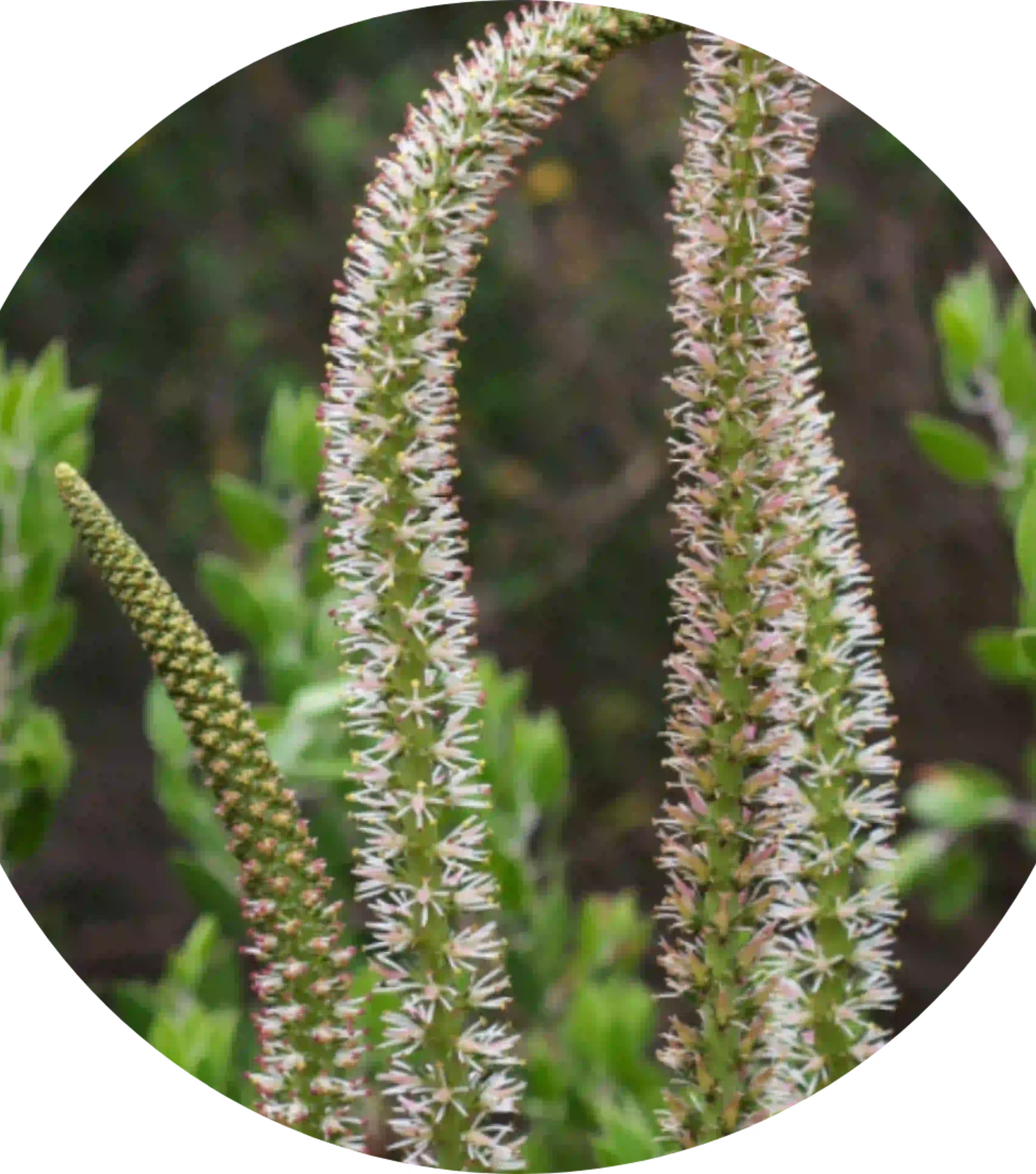 actief bestanddeel plant bloem coryzalia sabadilla