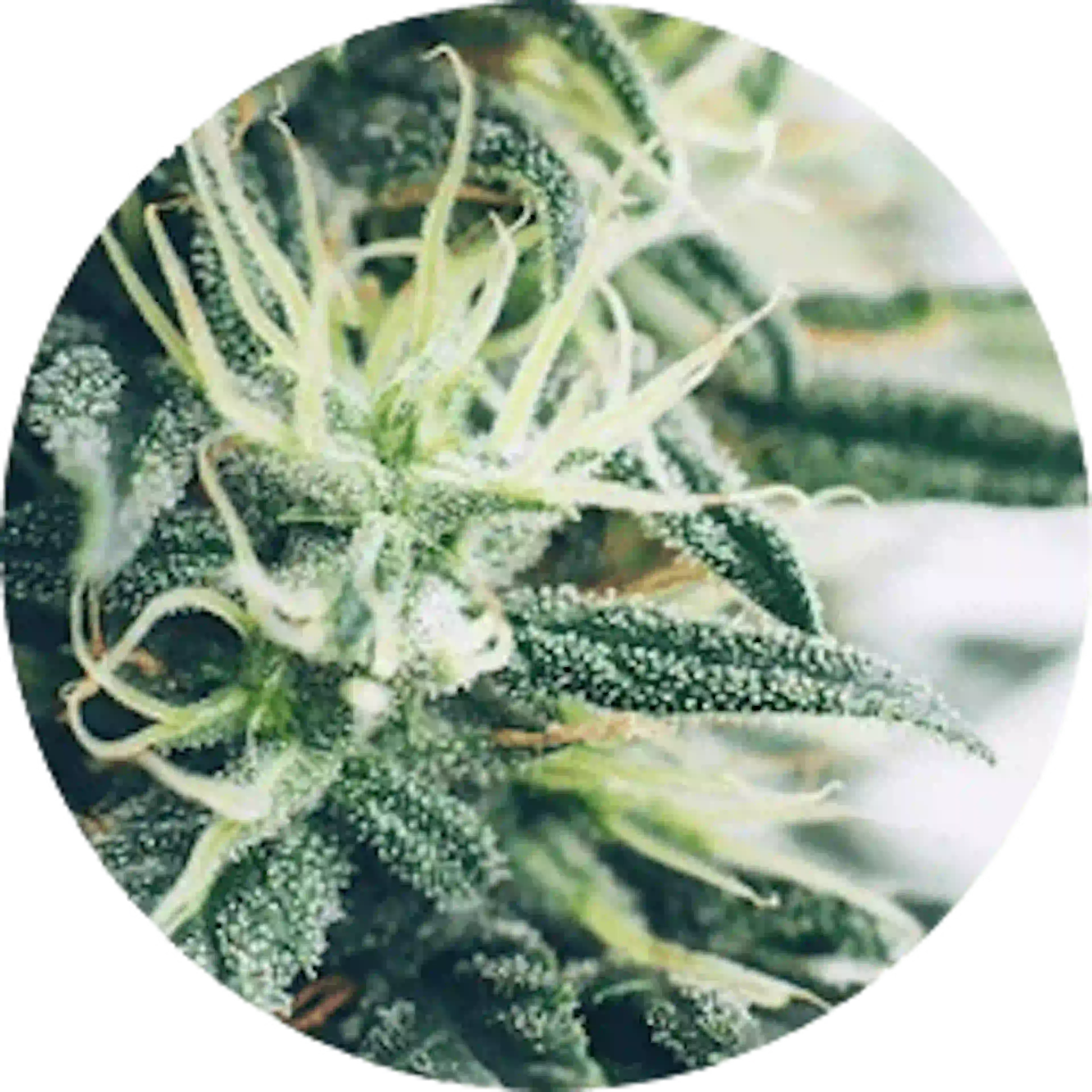 plantenextracten natuurlijke cbd afkomstig van biologische cannabis sativa