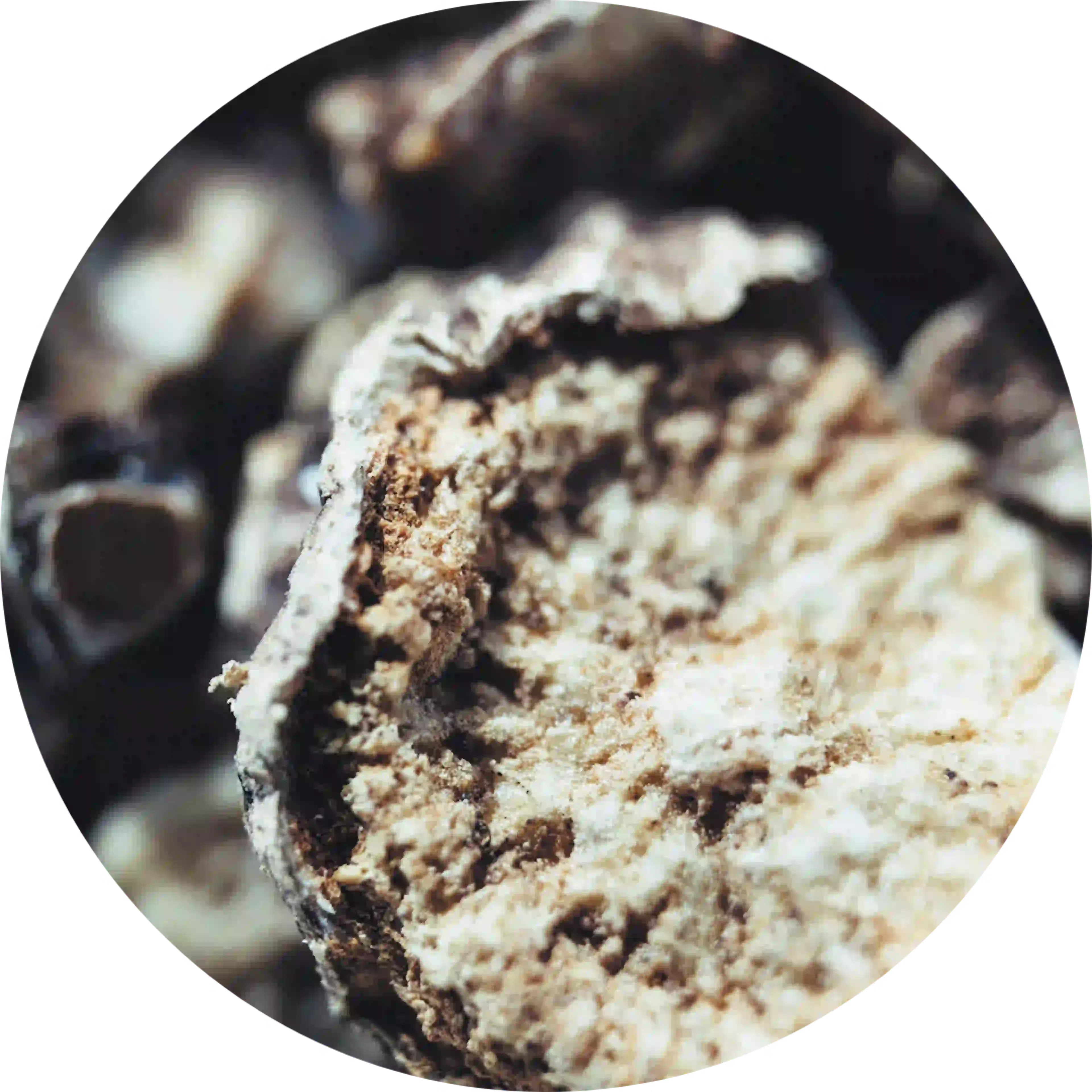 plantenextract harpagophytum voor cbd gel crème