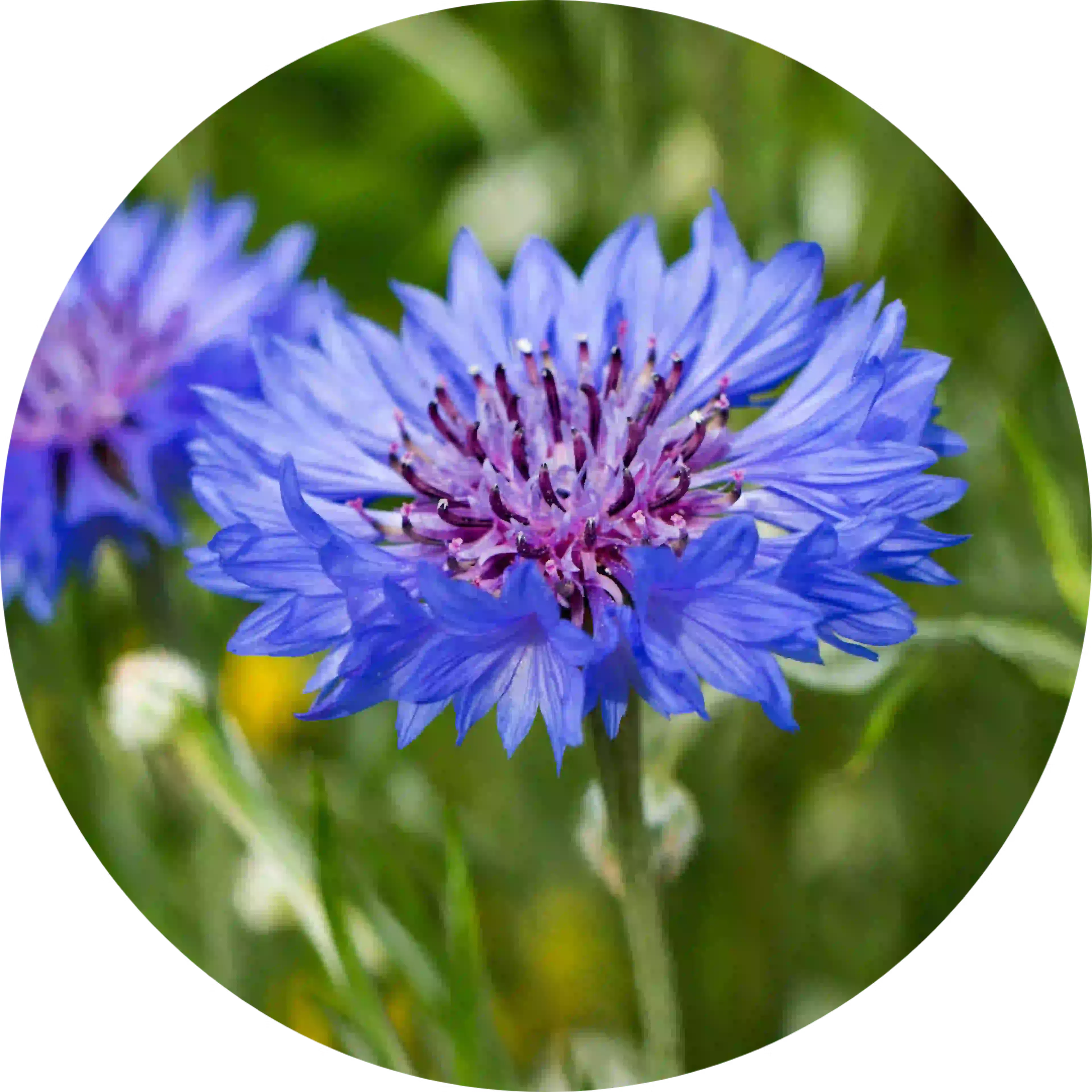 ingrédient euphralia fleur bleuet centaurea cyanus