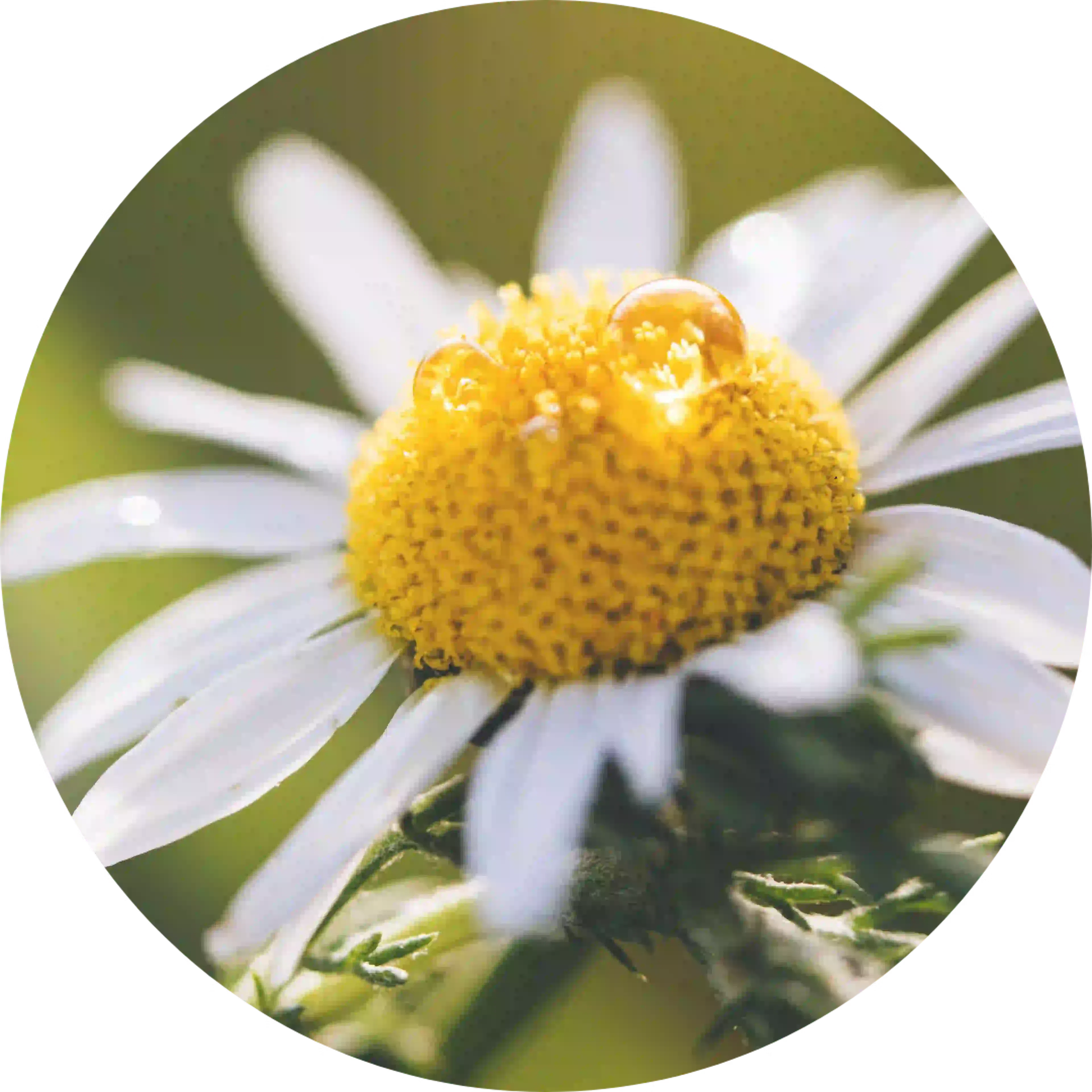 ingrédient euphralia fleur de camomille matricaria recutita