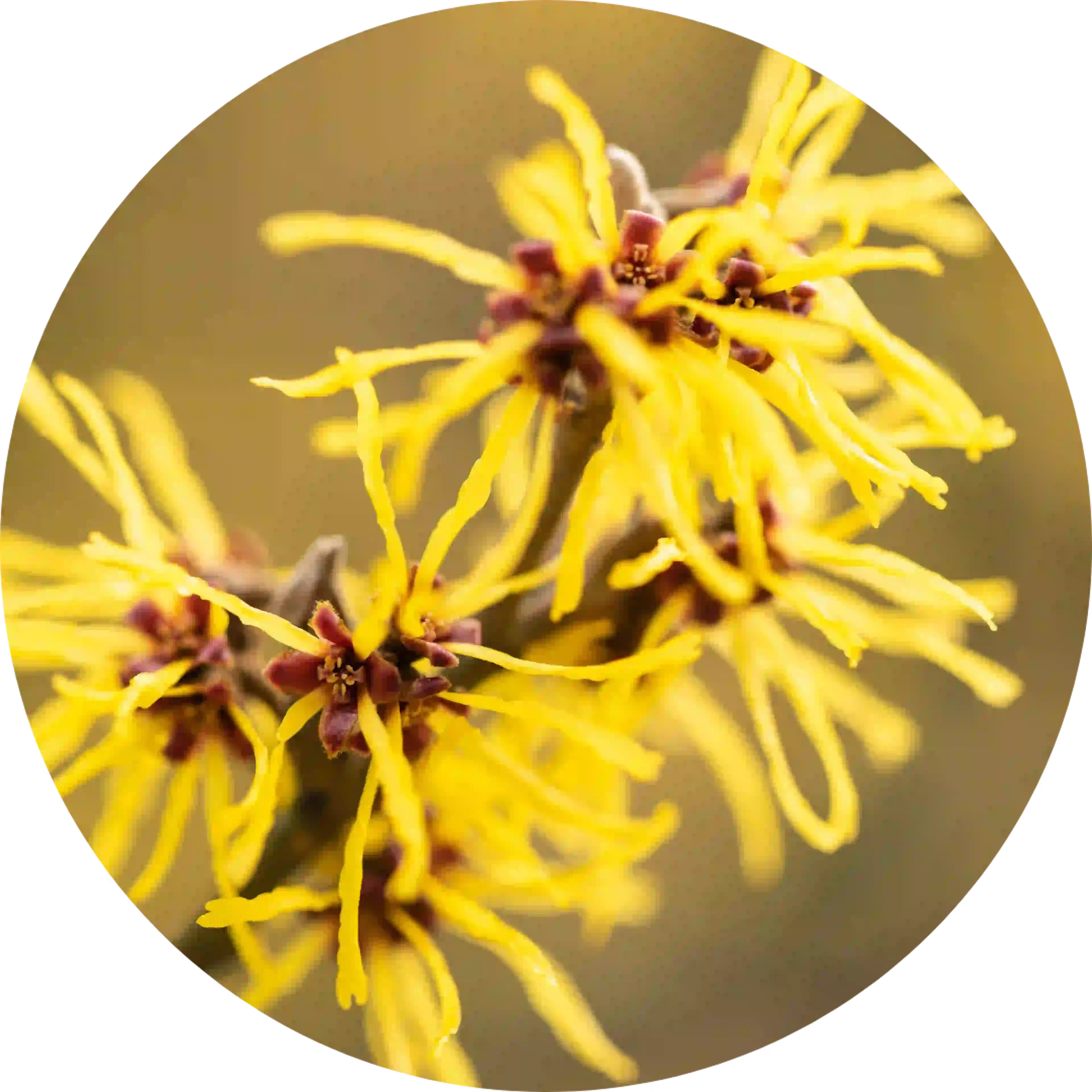 ingrédient euphralia hamamelis virginiana fleur 
