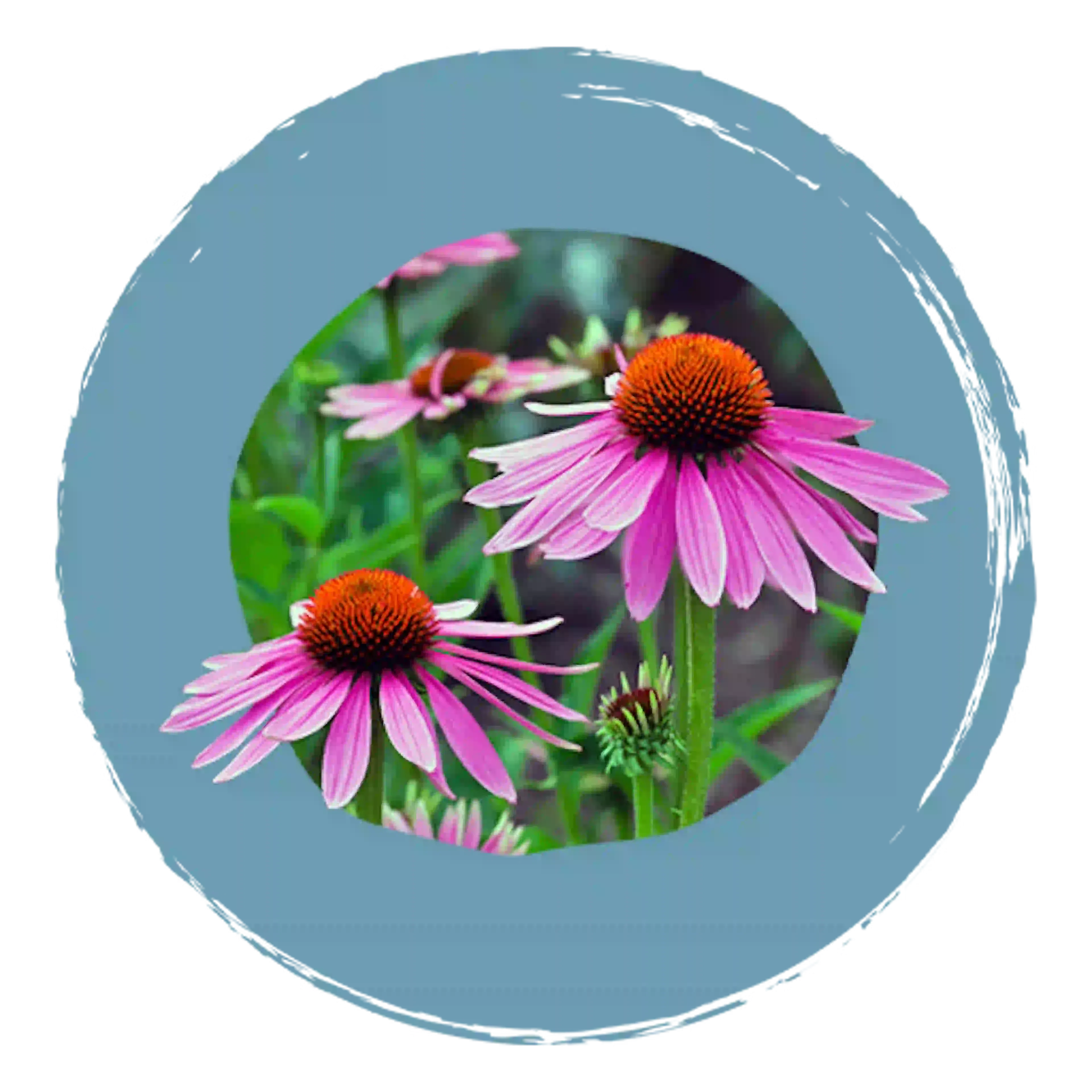 Fleur Echinacea angustifolia, composant actif de Plantspray