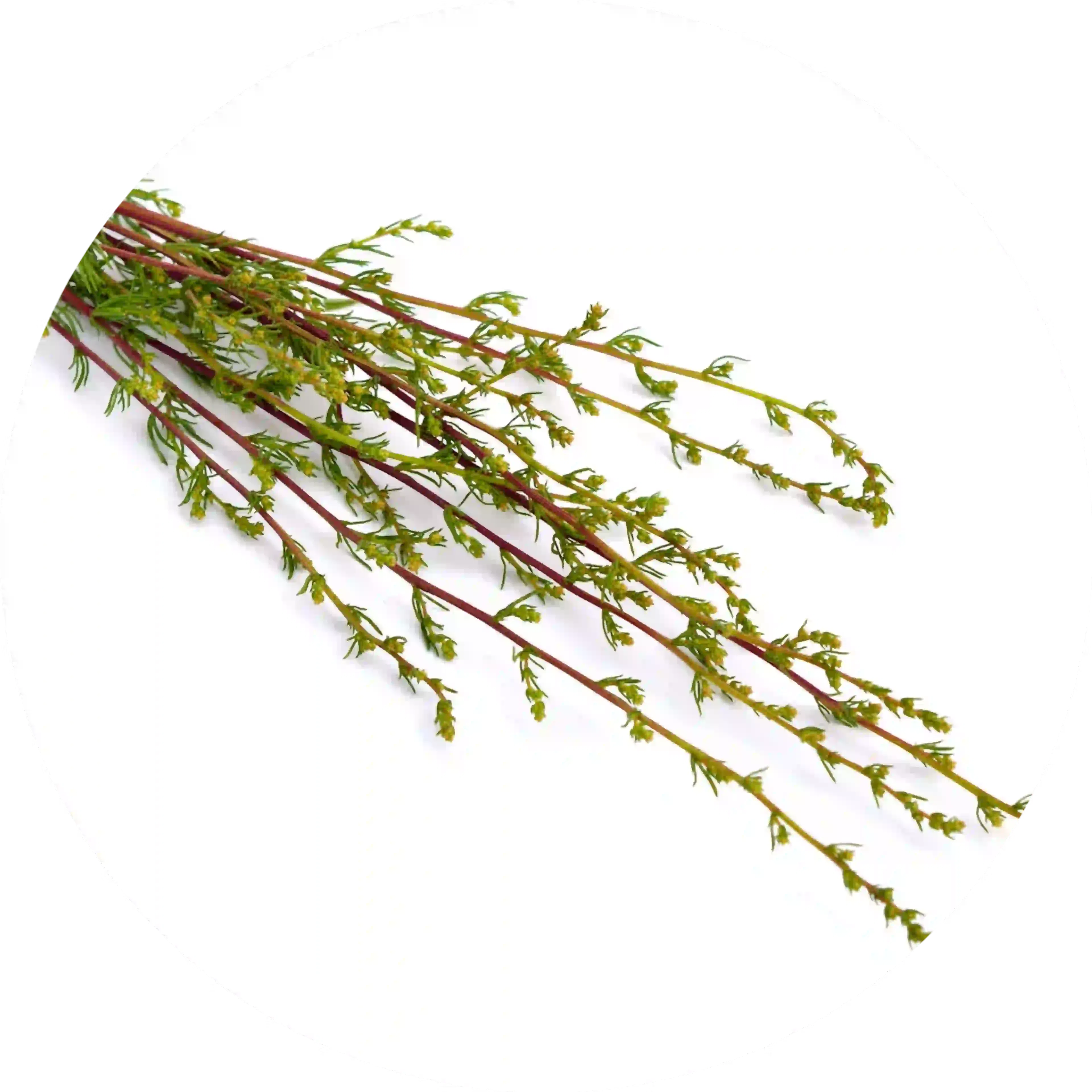 Plante Cina, composant actif de Drosetux
