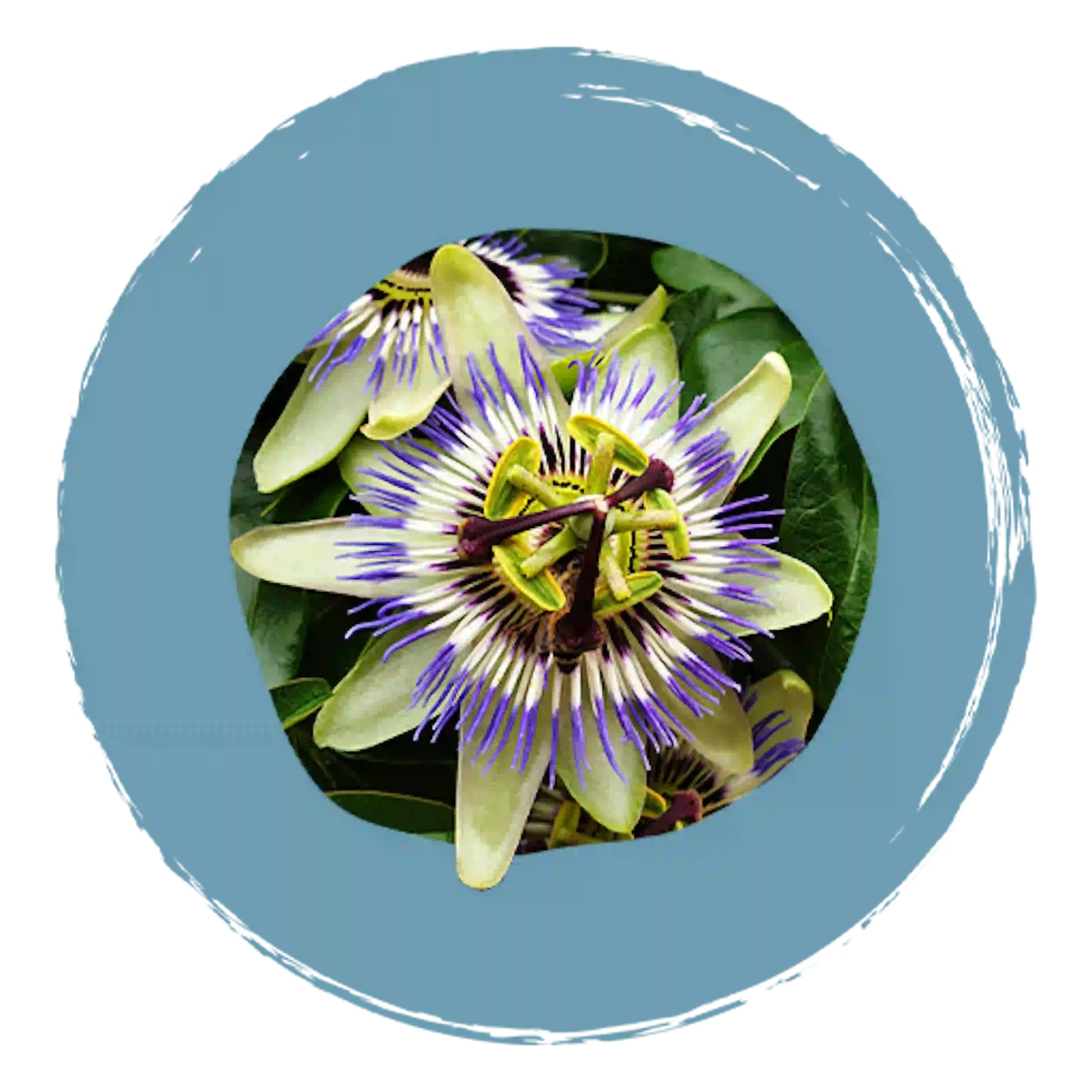 Hydroalcoholisch extract van de bovengrondse delen van passiebloem 
