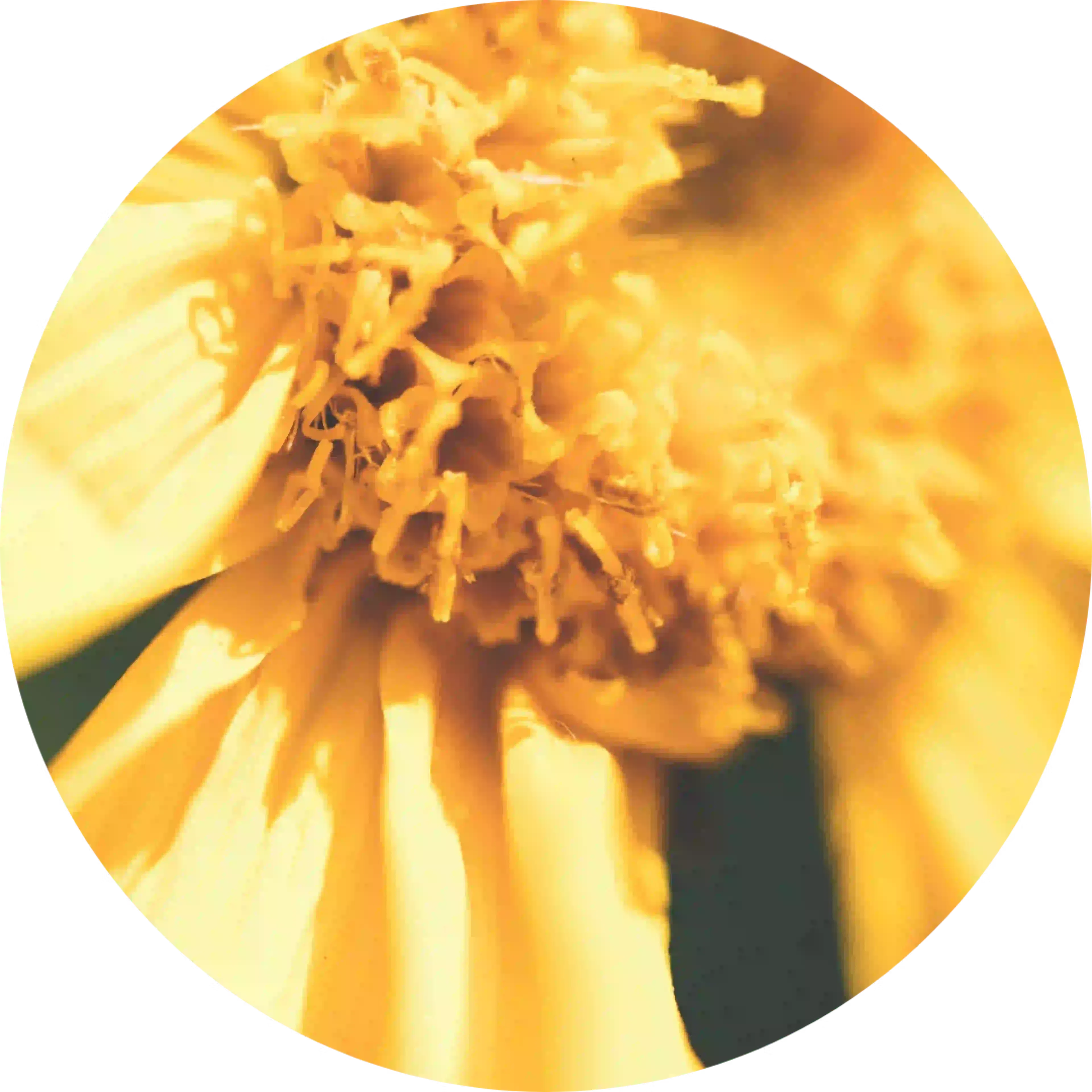 Bloem Arnica montana, actief bestanddeel van Actheane