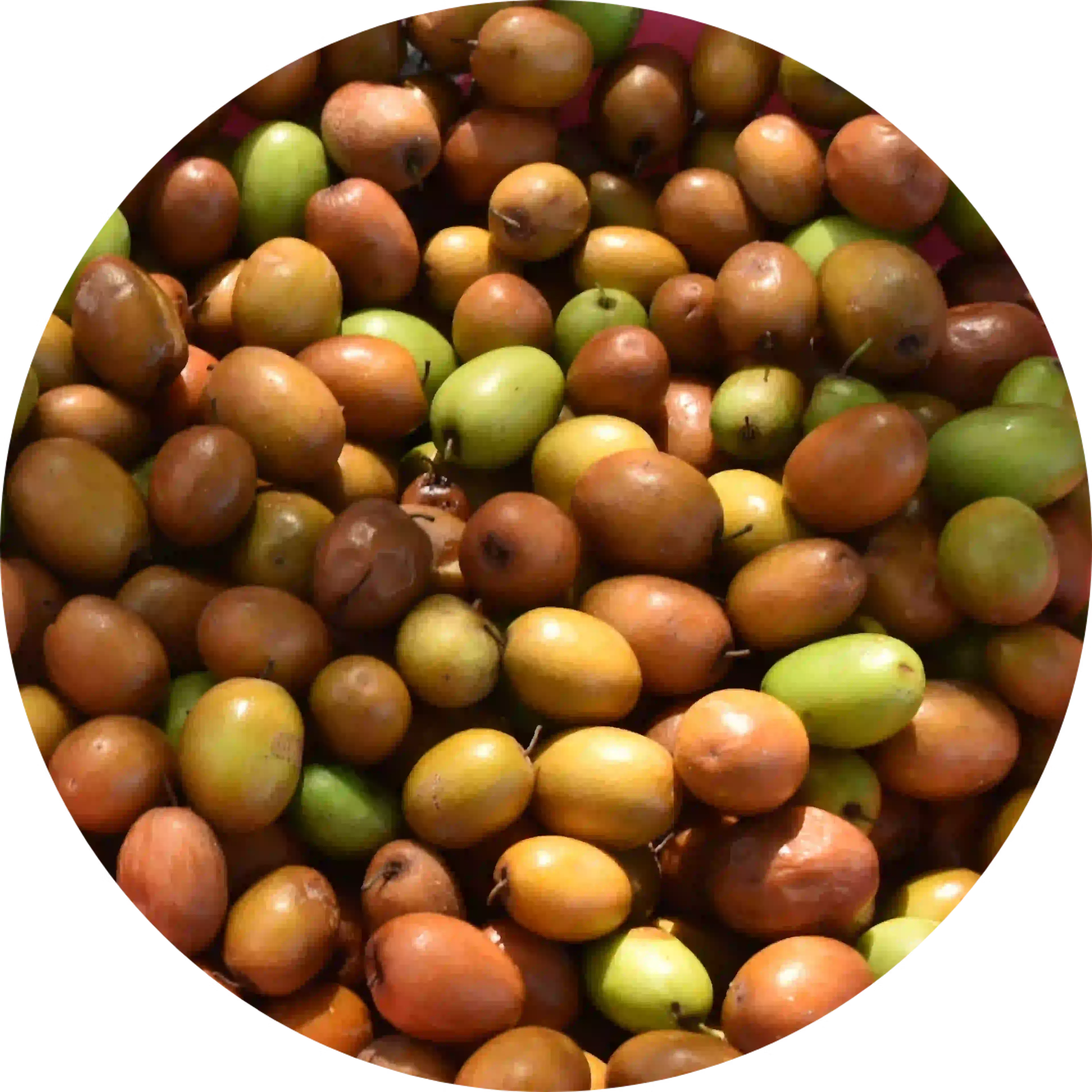 Composant actif de cocculine Cocculus indicus