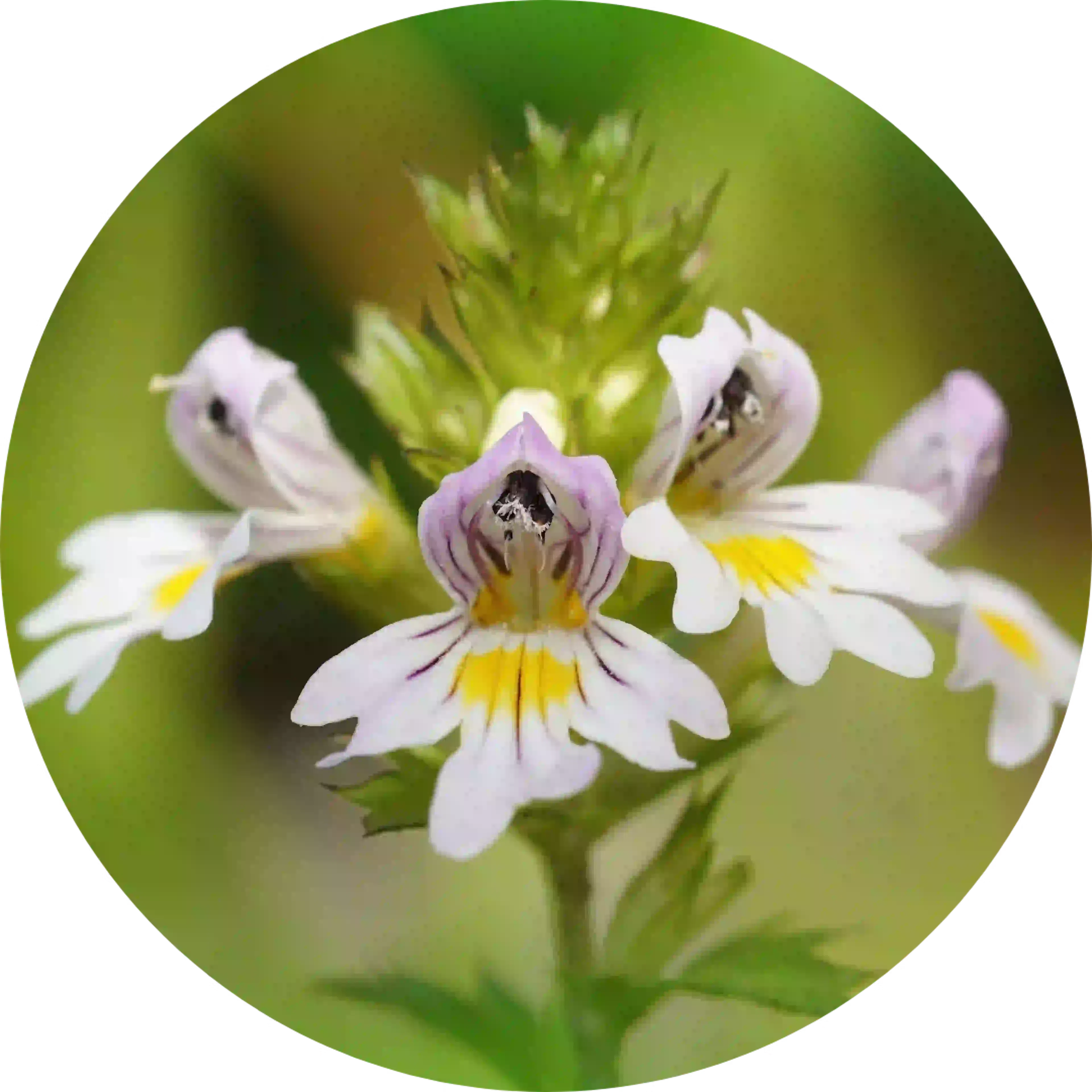 Fleur d'Euphrasia officinalis, ingrédient Euphralia yeux secs