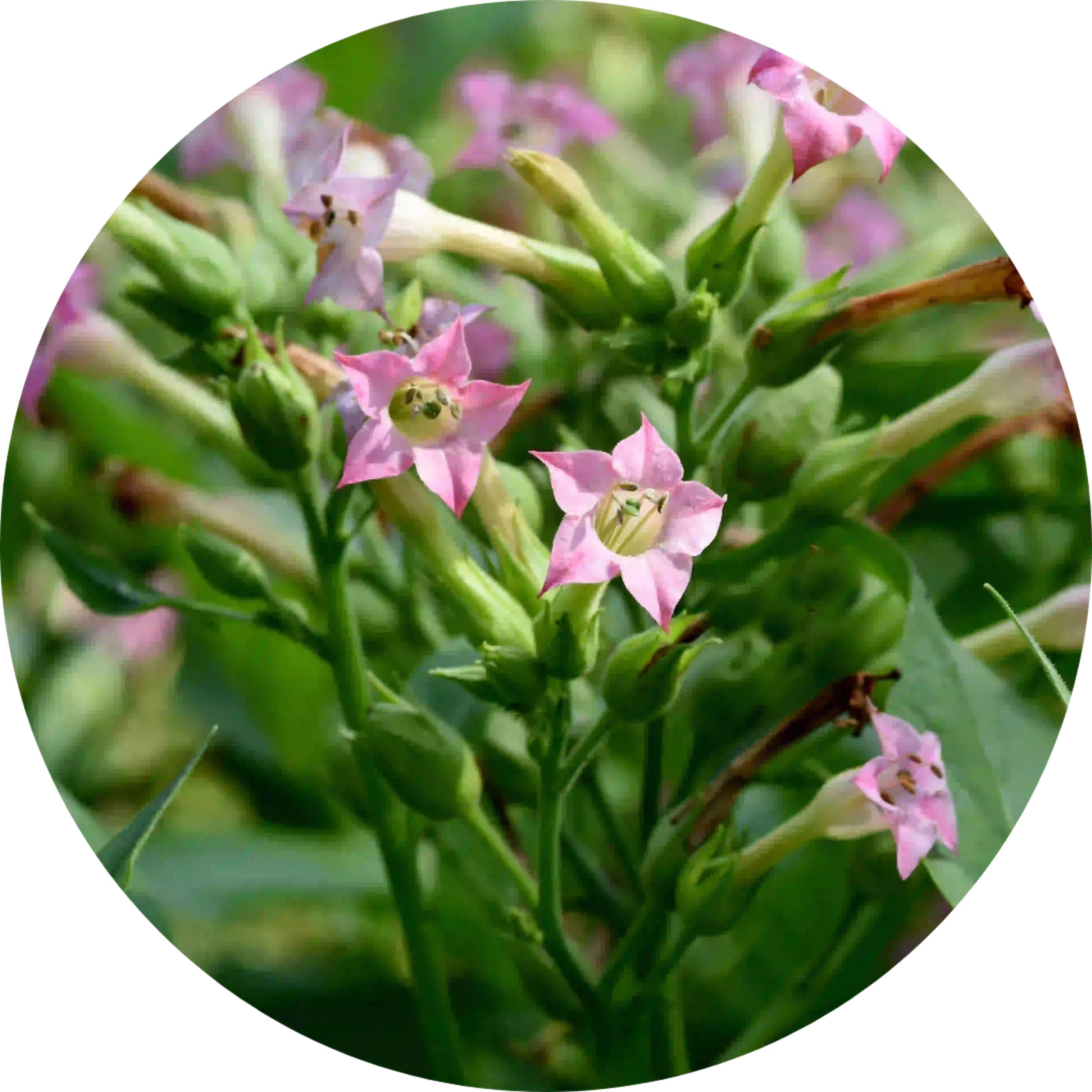 Composant actif de cocculine : fleur tabacum