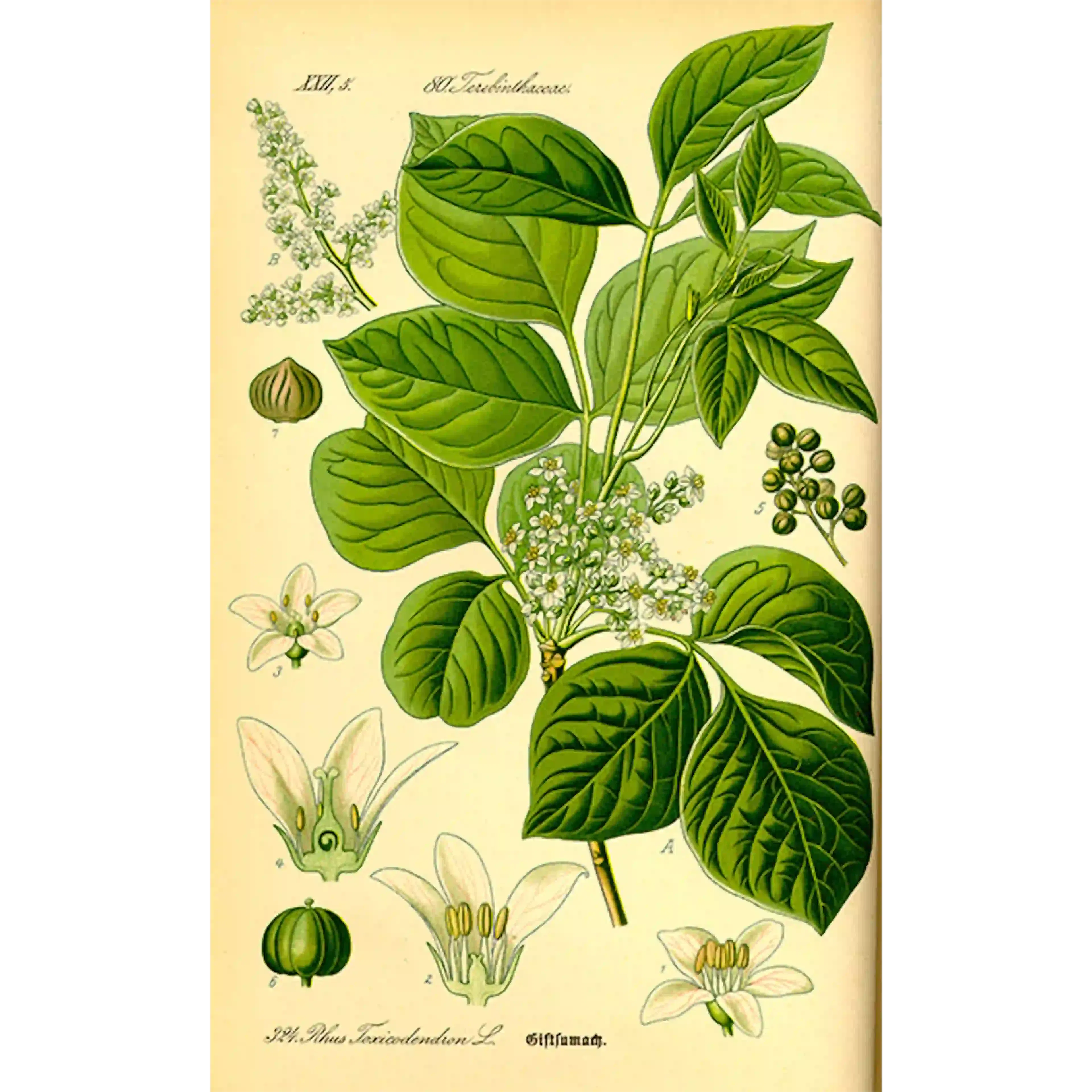 Gifsumak allergieverwekkende plant