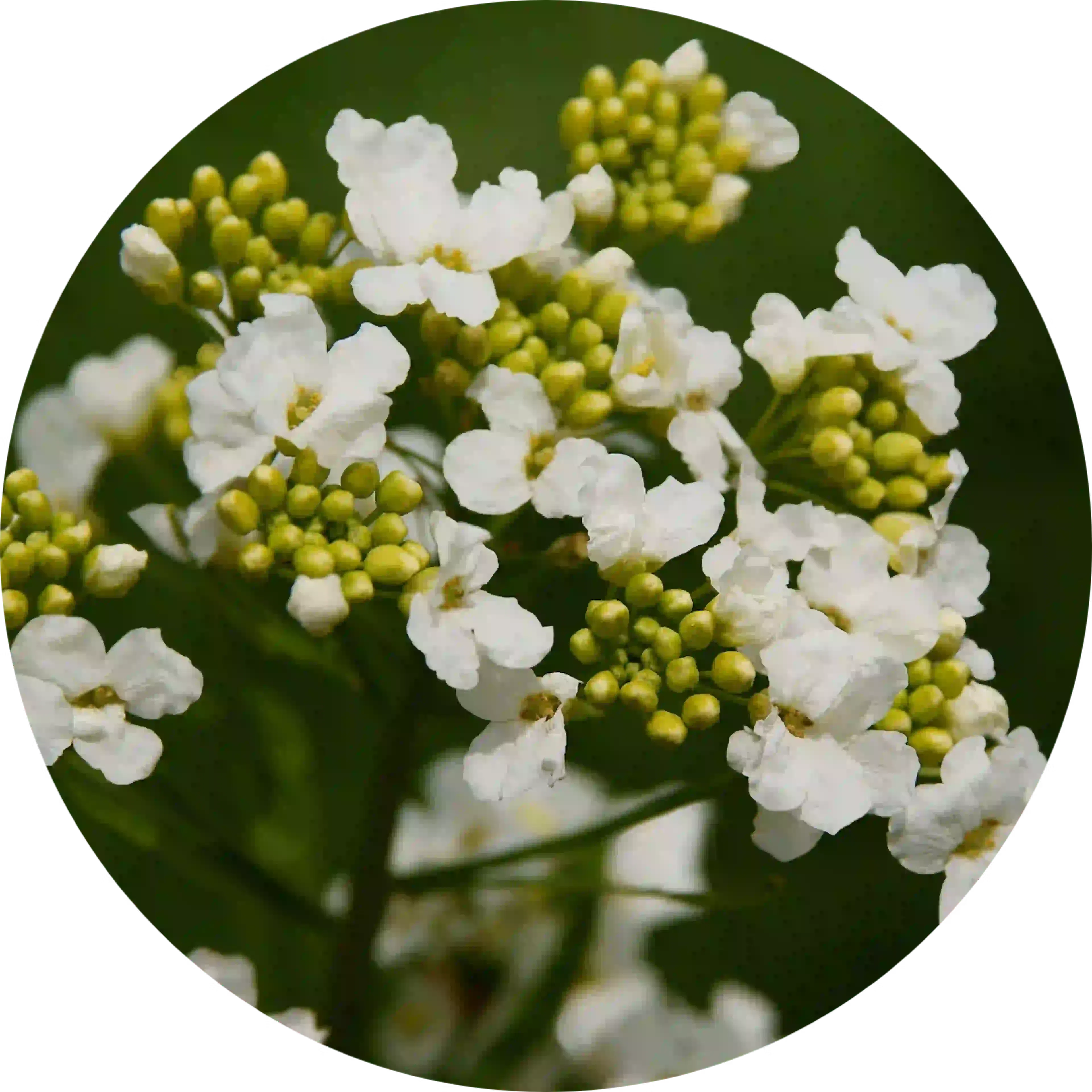 Composant actif Homeodent citron soin complet Raifort sauvage