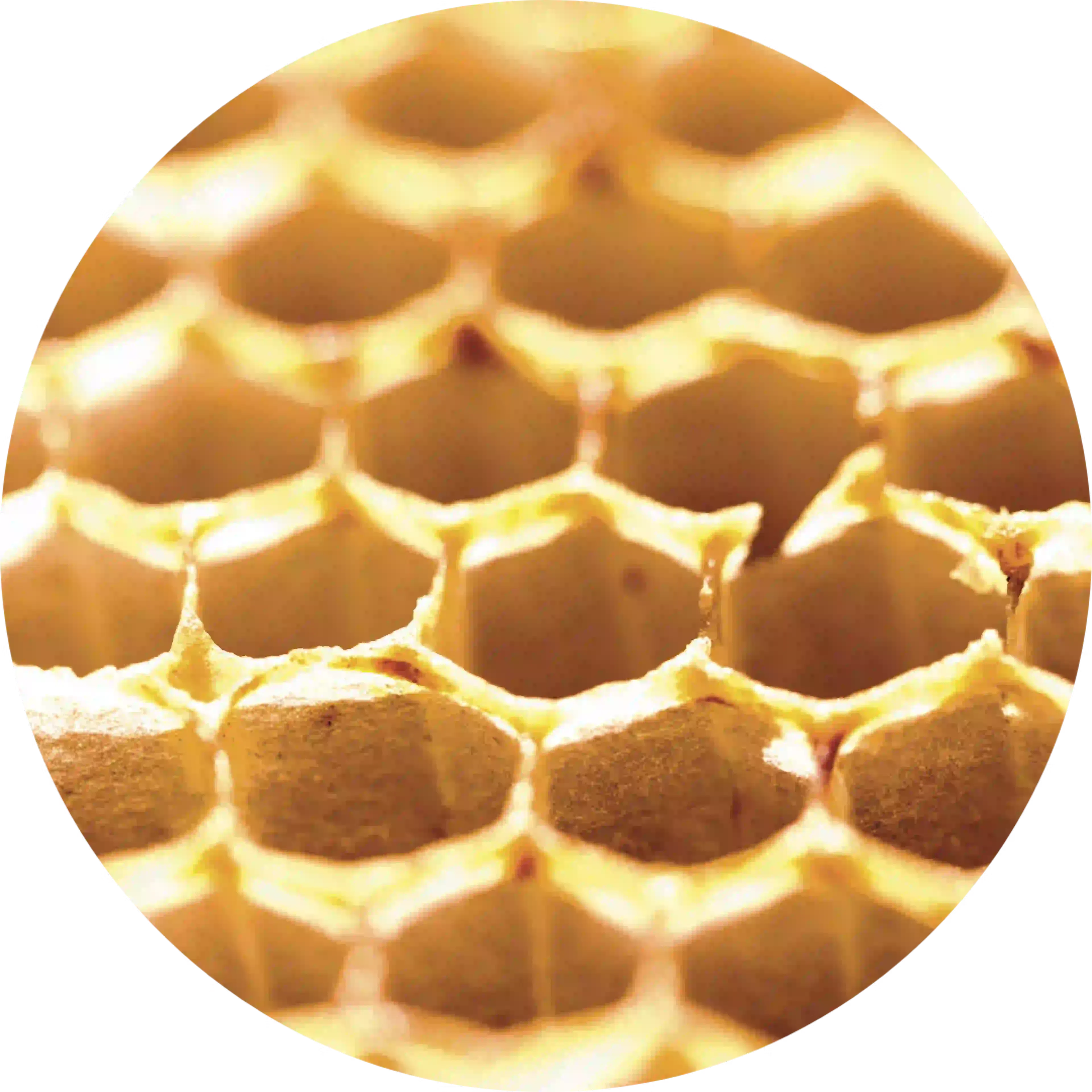 Cire d'abeille, ingrédient du Dermoplasmine Lipstick