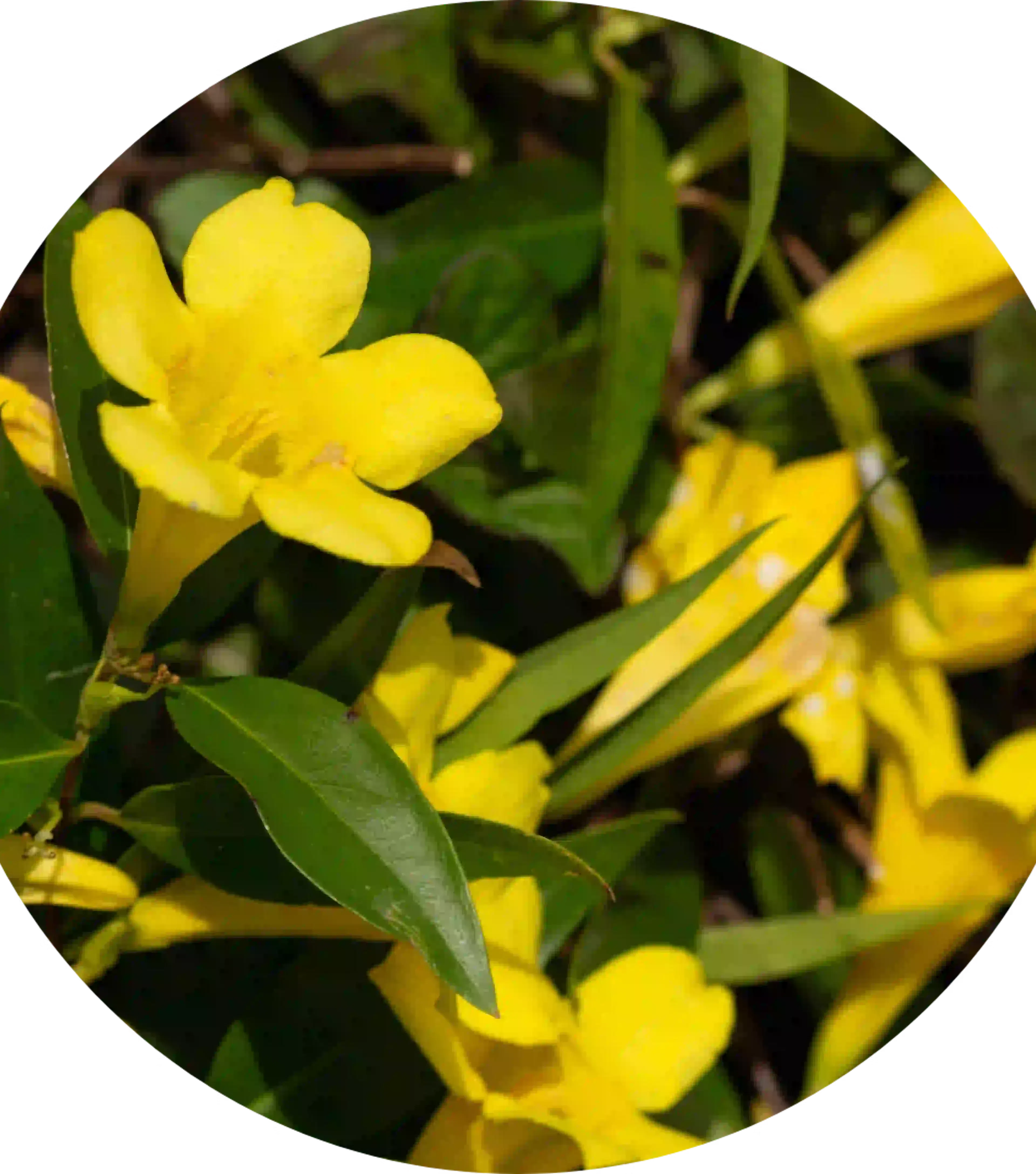 Bloem Gelsemium, actieve bestanddelen van Coryzalia