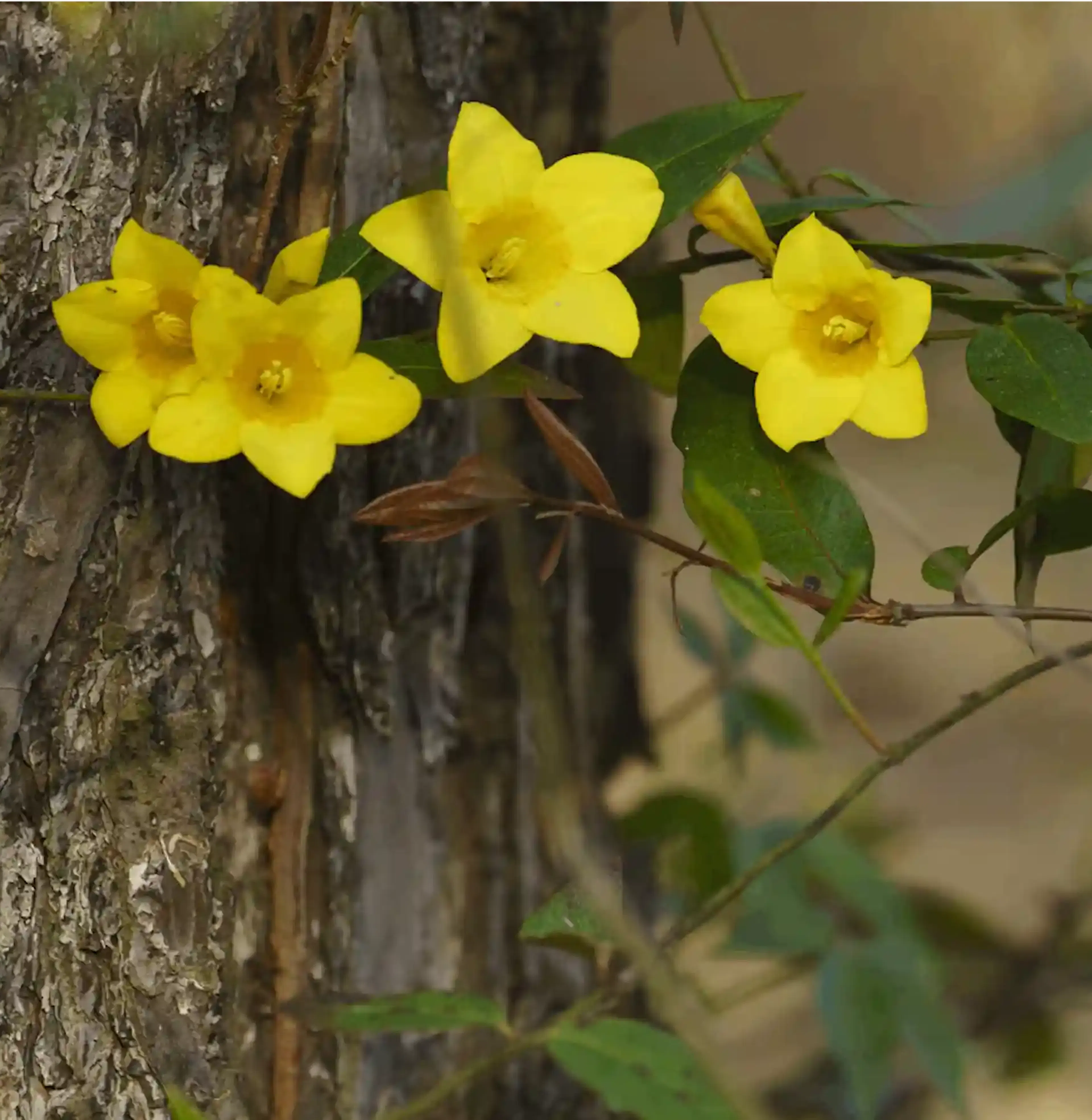 Le Gelsemium, fleur jaune toxique