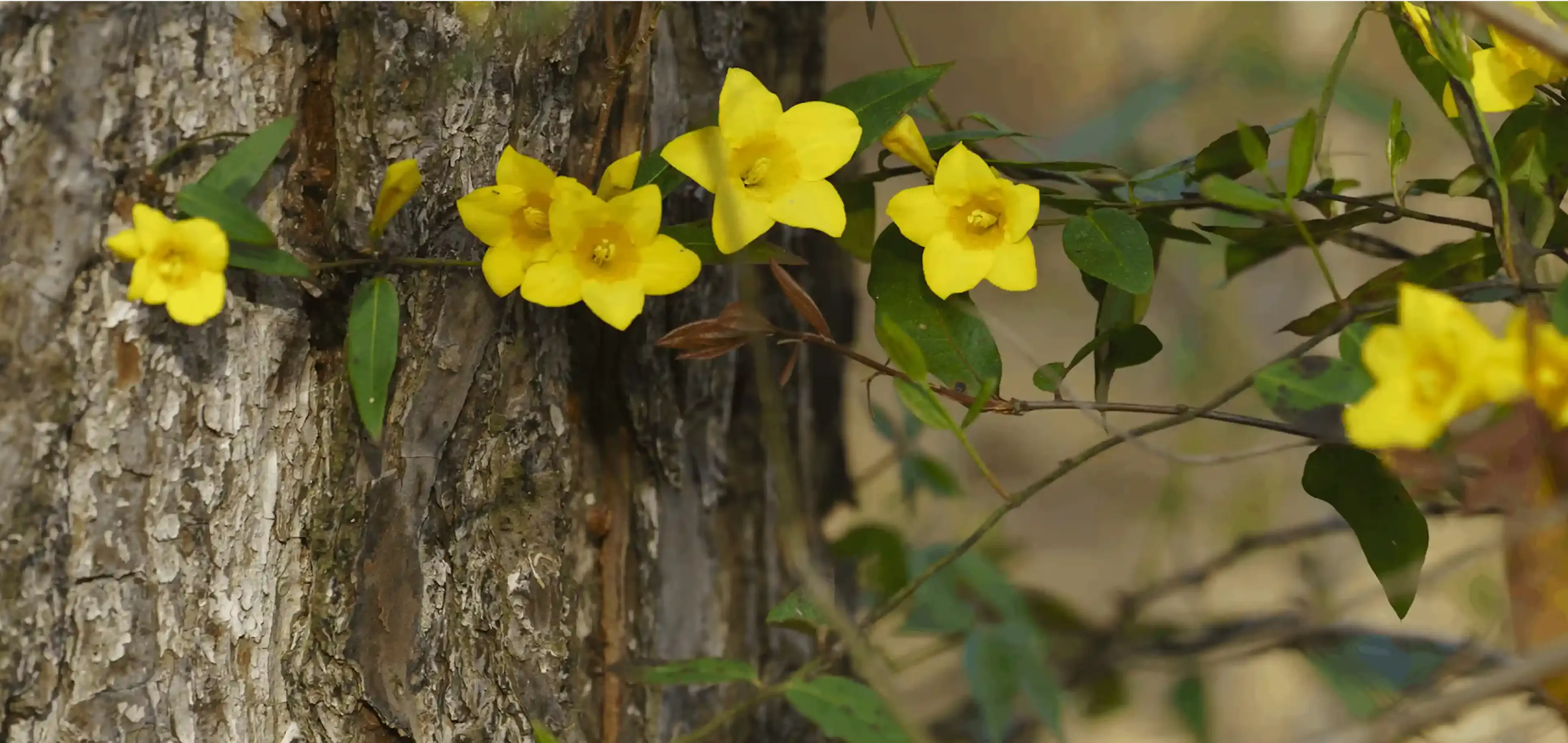 Le Gelsemium, fleur jaune toxique