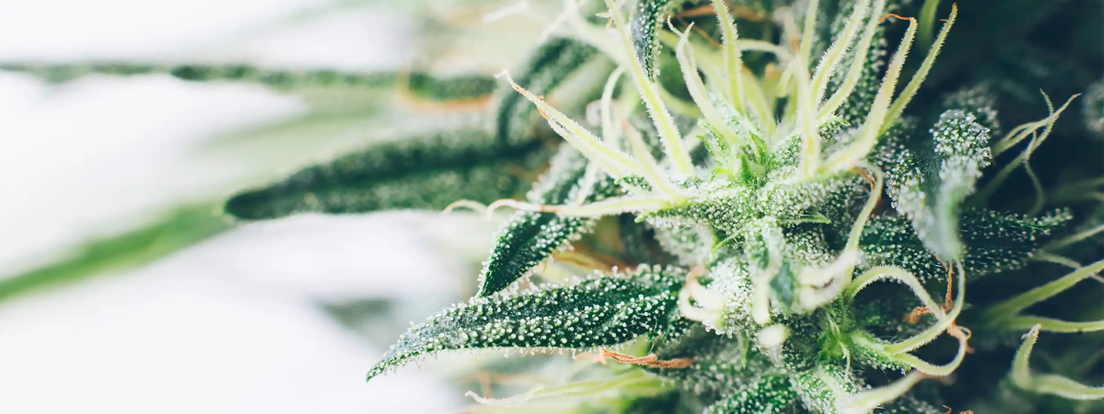 CBD (plante chanvre), allié naturel de votre peau