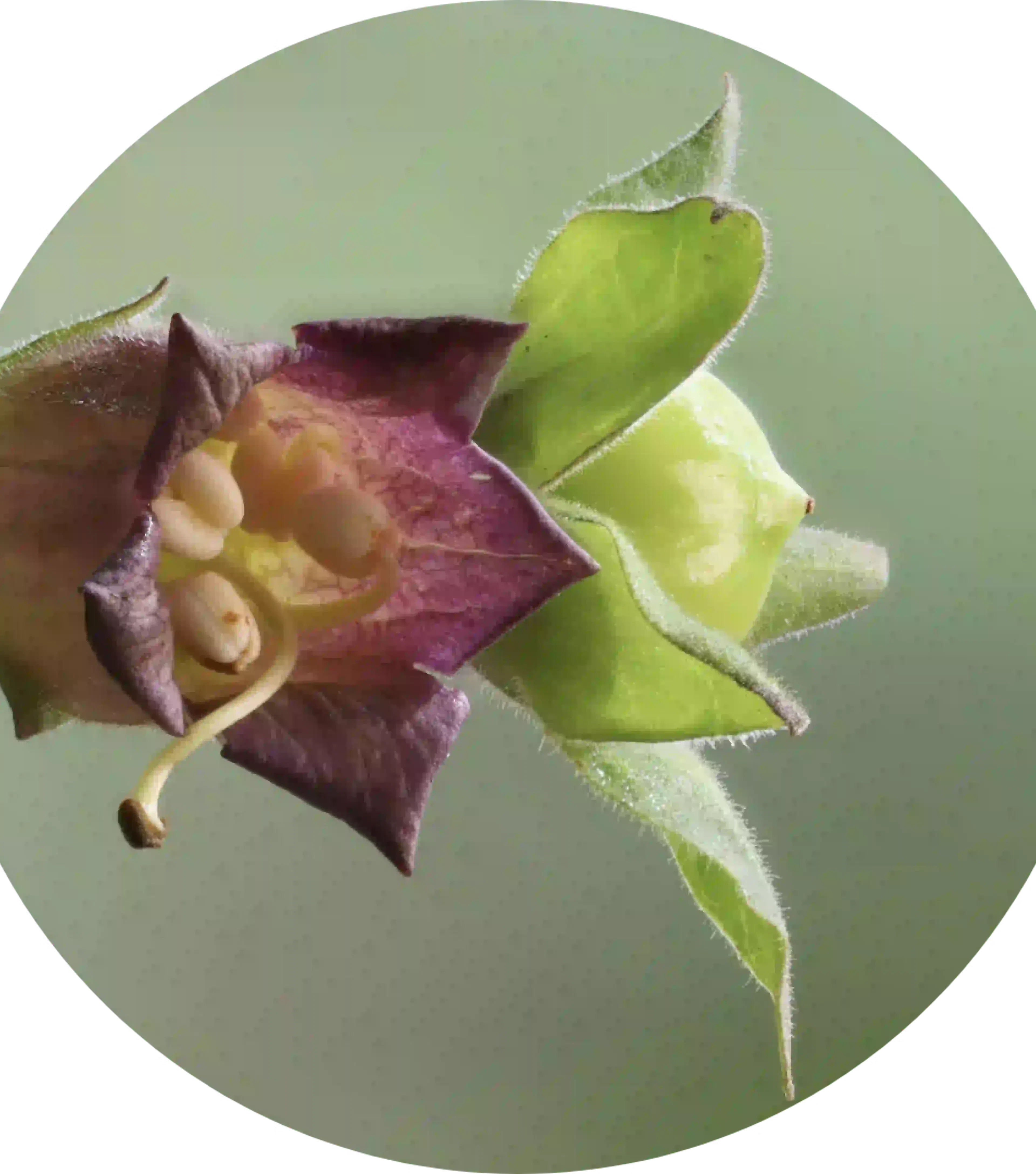 Bloem Belladonna, actieve bestanddeel van Coryzalia