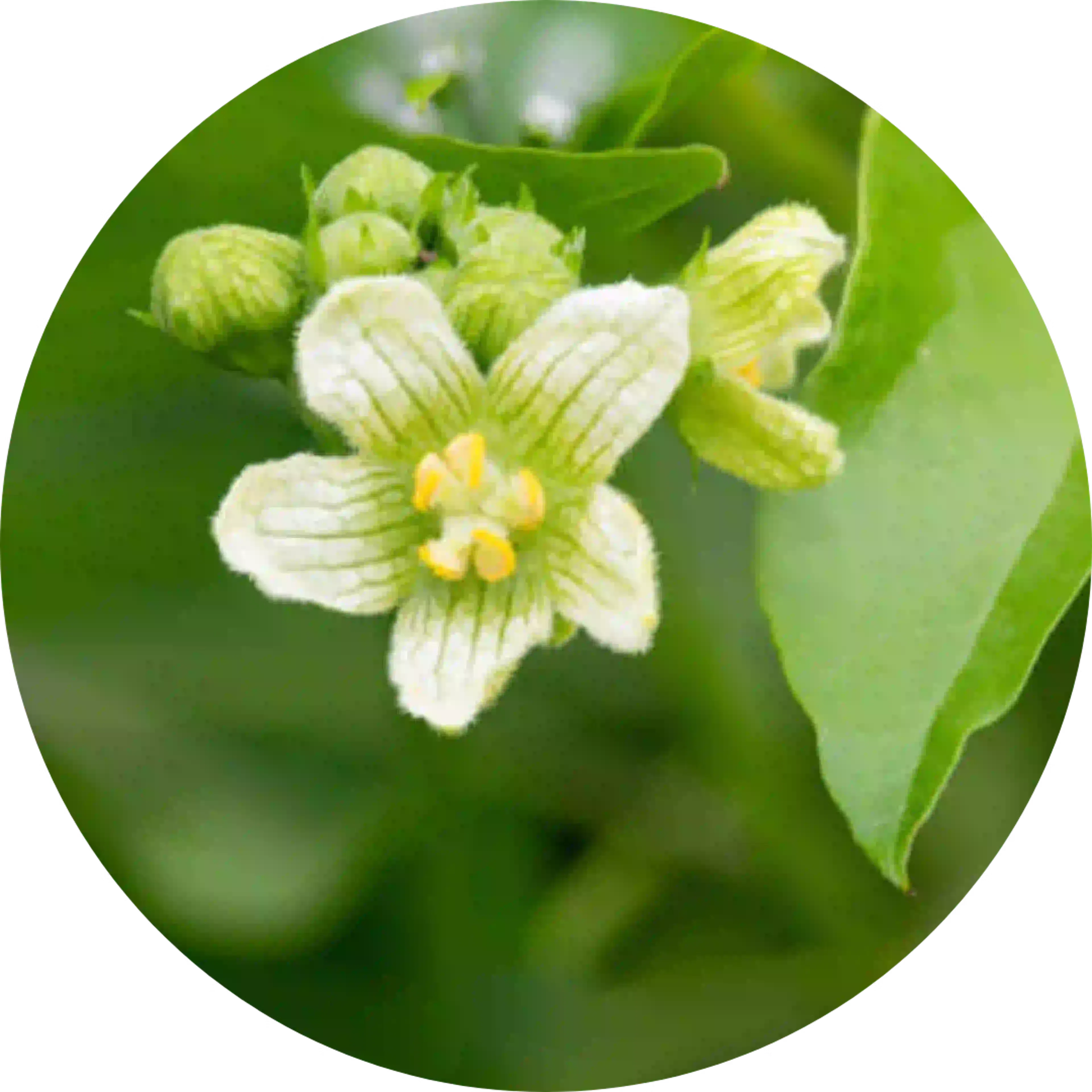 Fleur Bryonia, composant actif du Laryngotabs 