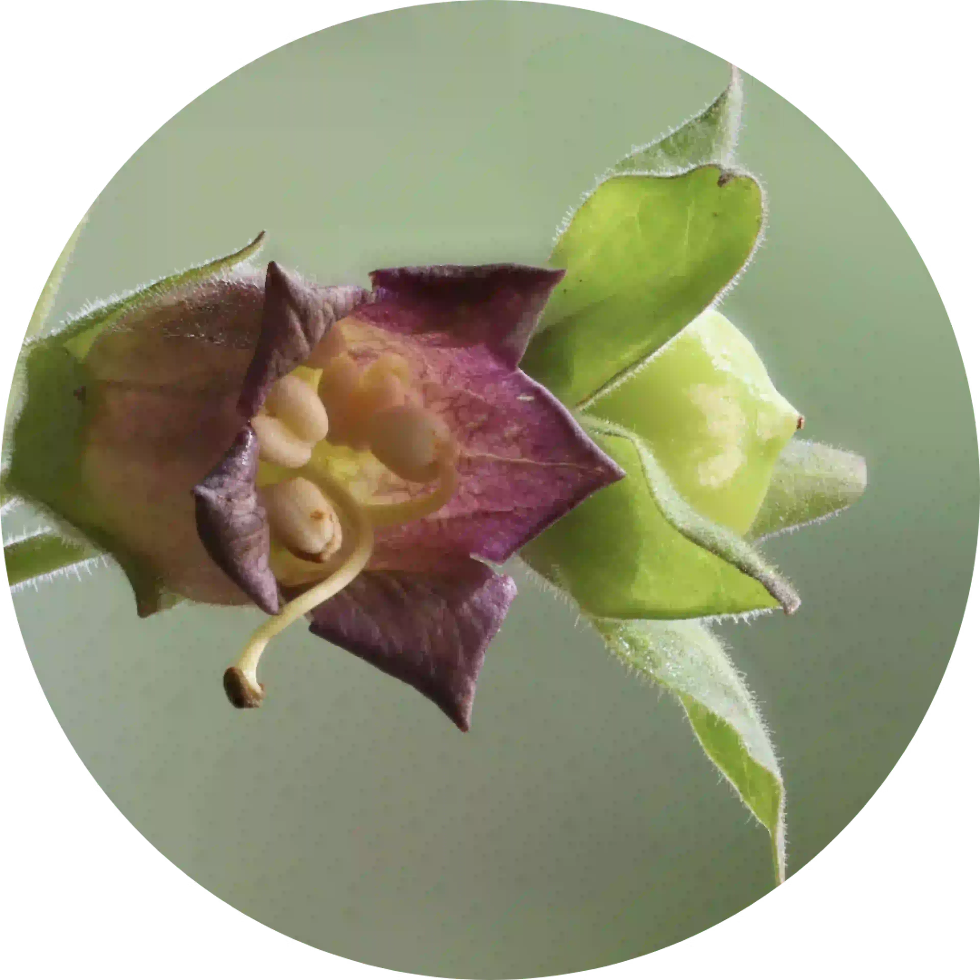 Fleur Belladonna, composant actif de Drosetux toux sèches