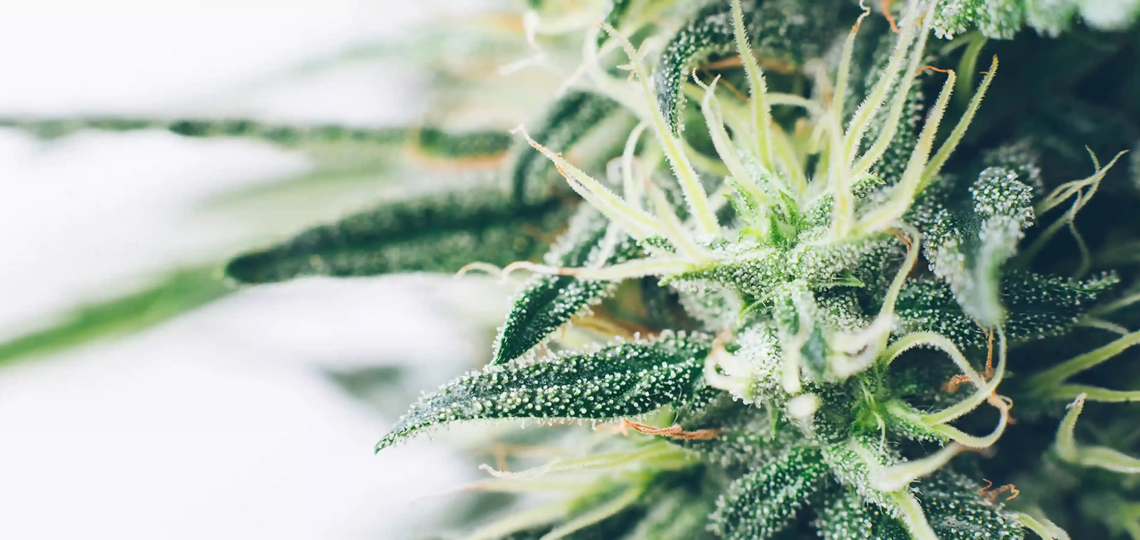 Hennep (plant), een weldoend kruid