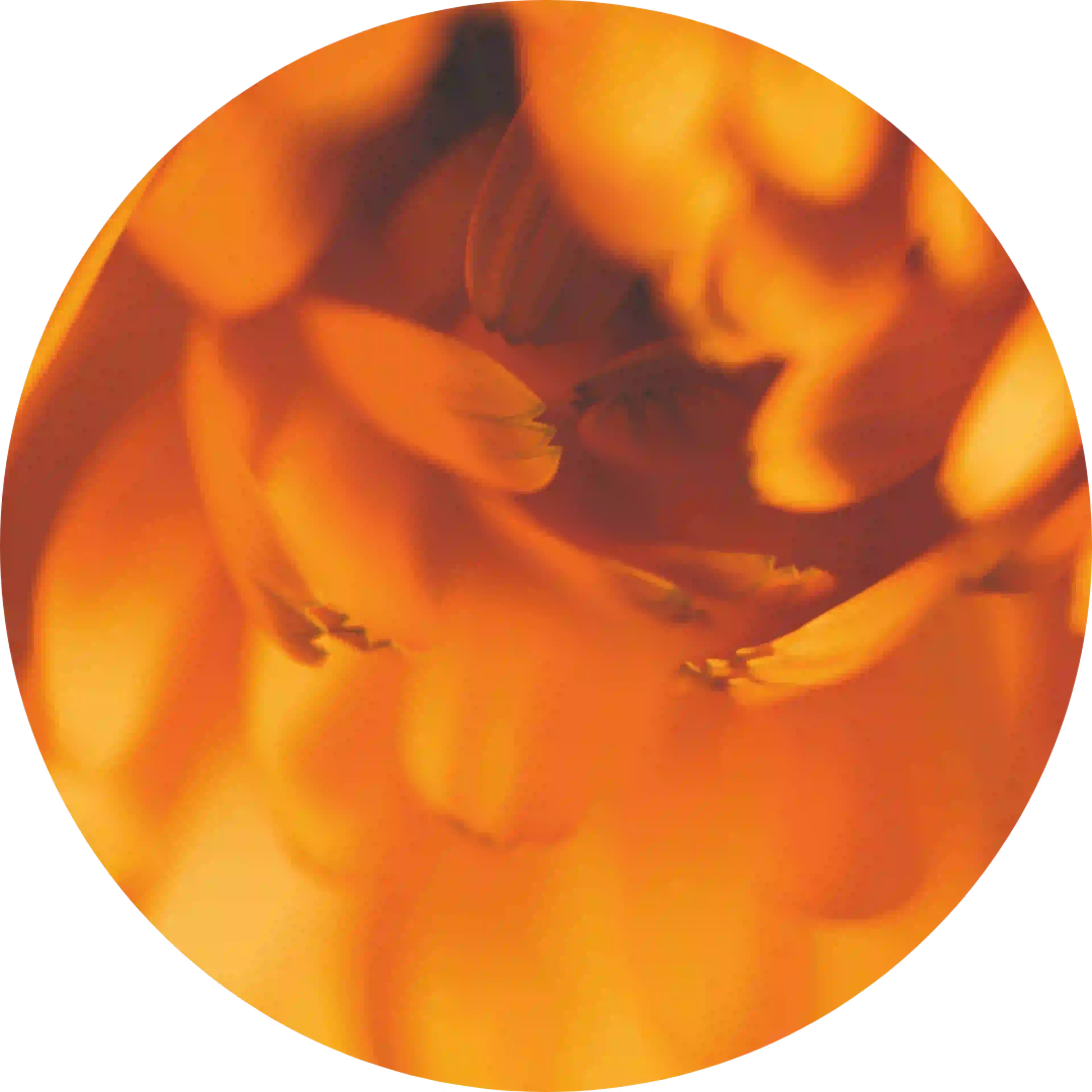 Calendula officinalis, ingrédient du lipstick hydratant Dermoplasmine 