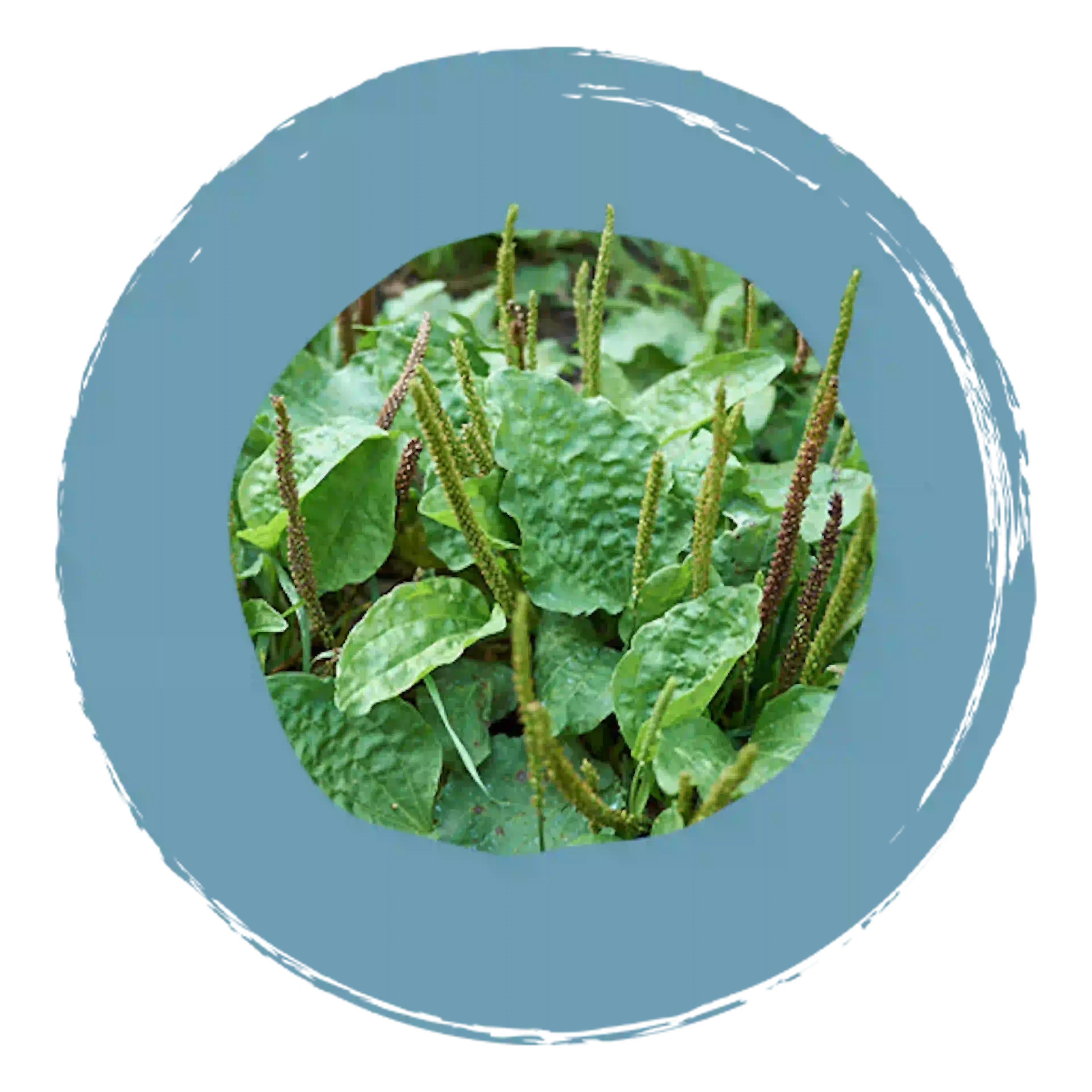 Composant actif du plantspray, plante Plantago major