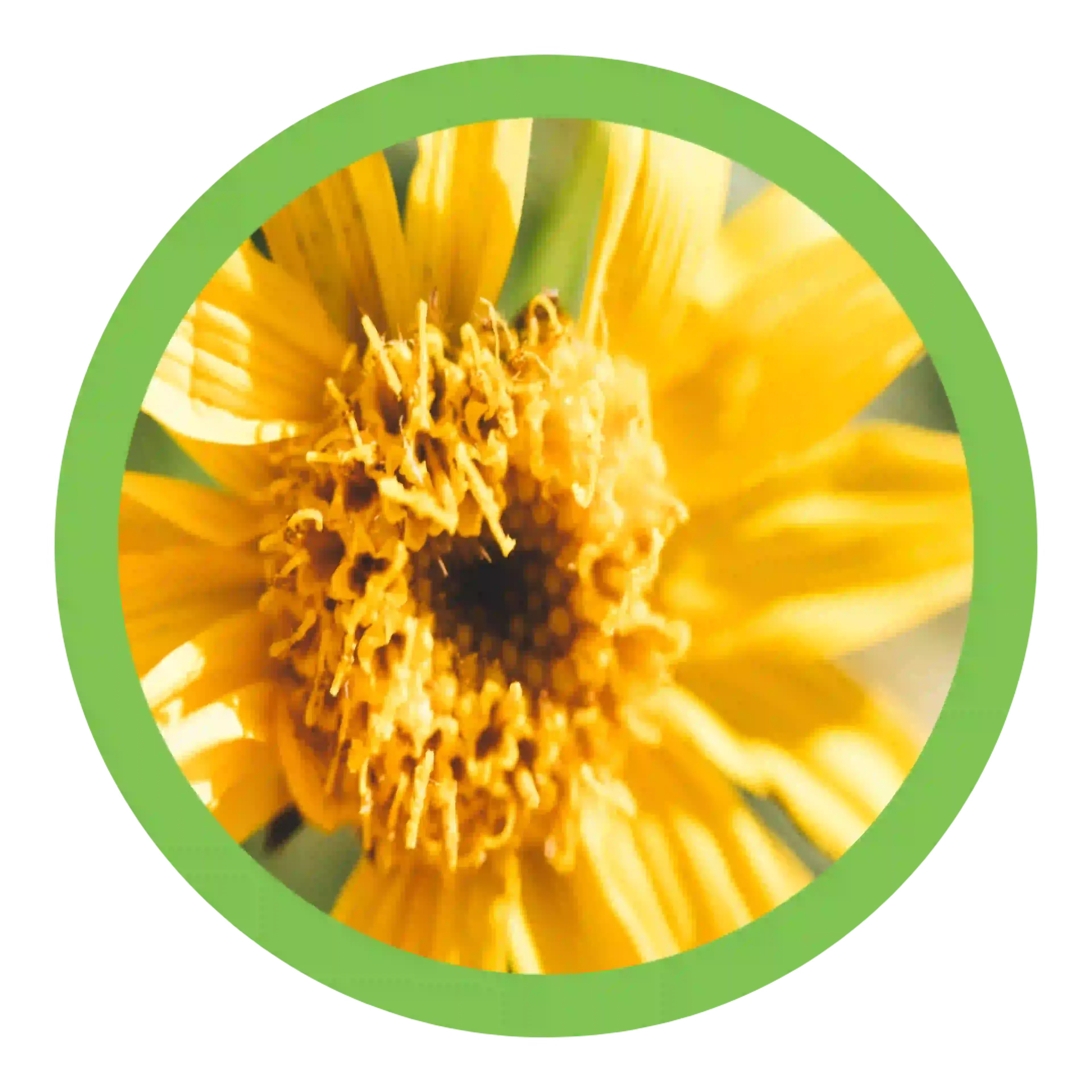 Composant actif de l'arnicrème, fleur Arnica Montana