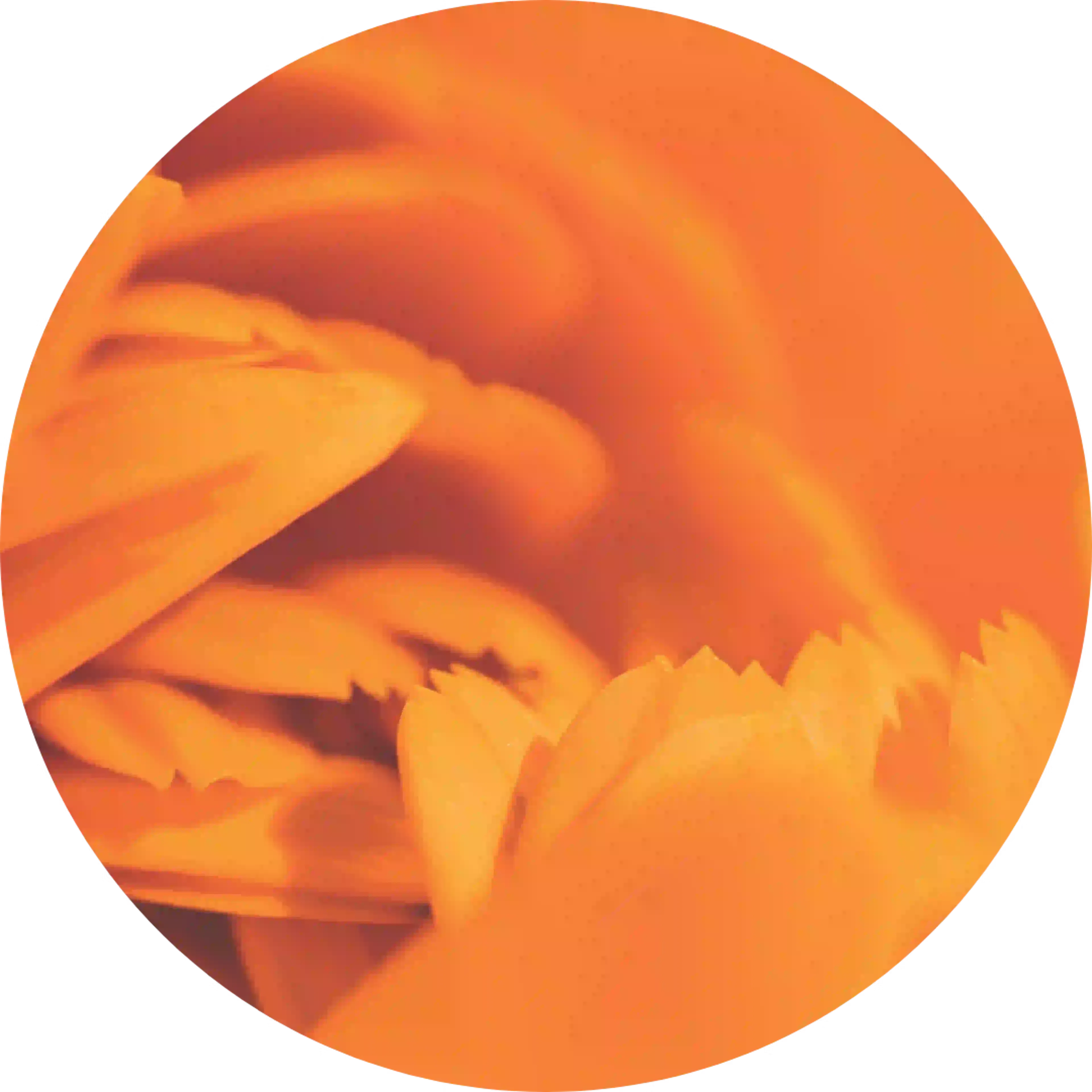 Extrait de plante crème CBD antipollution, calendula officinalis