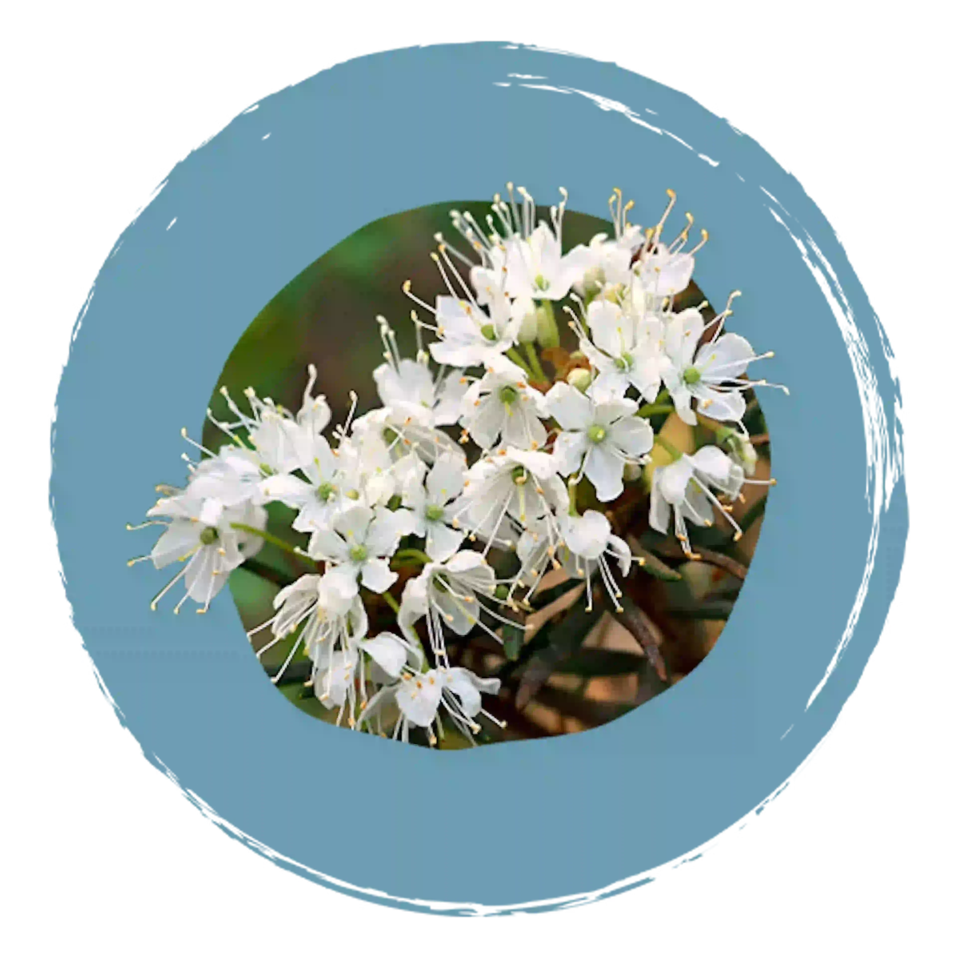 Fleur Ledum Palustre, composant actif de Dapis