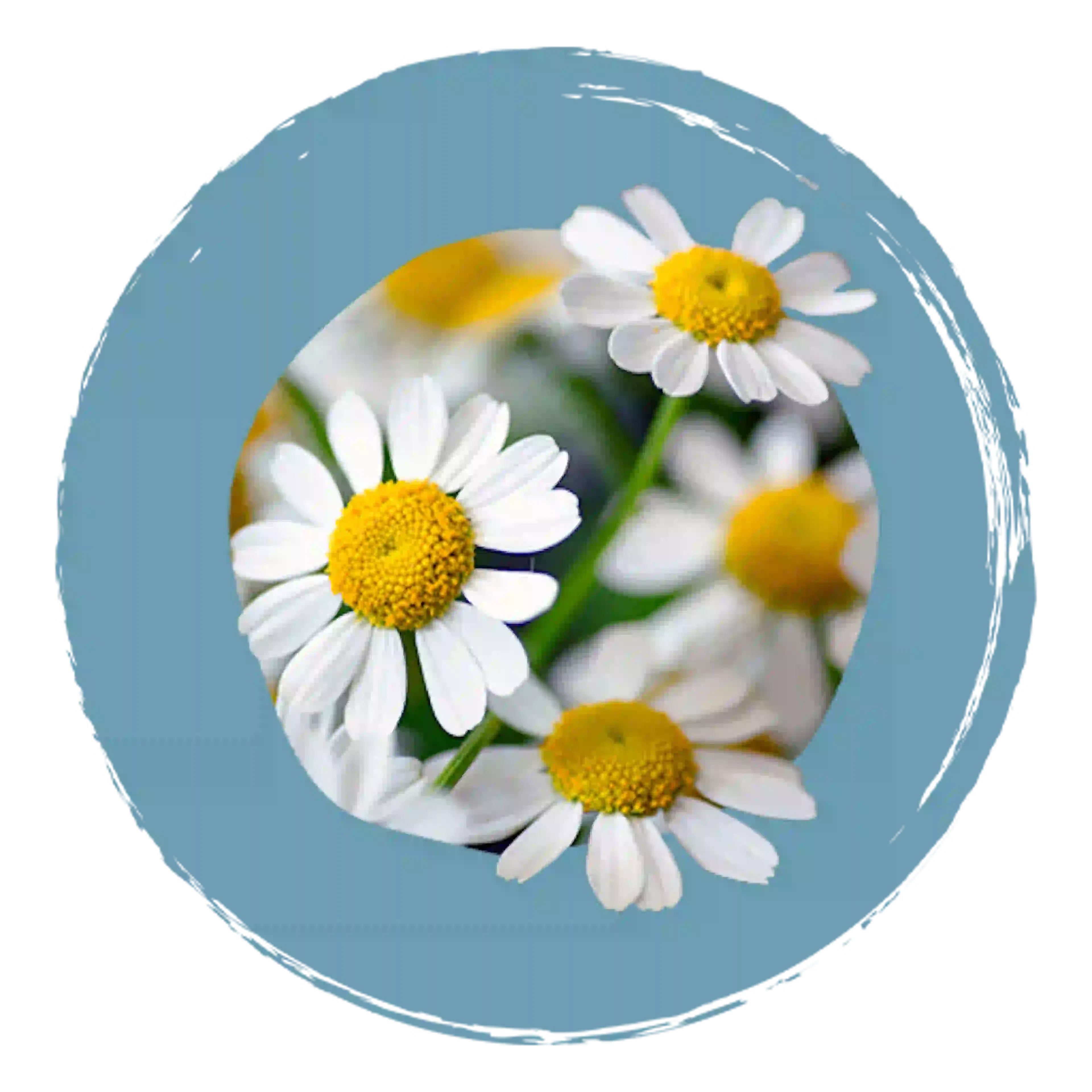 Fleur Chamomilla vulgaris, composant actif de Camilia