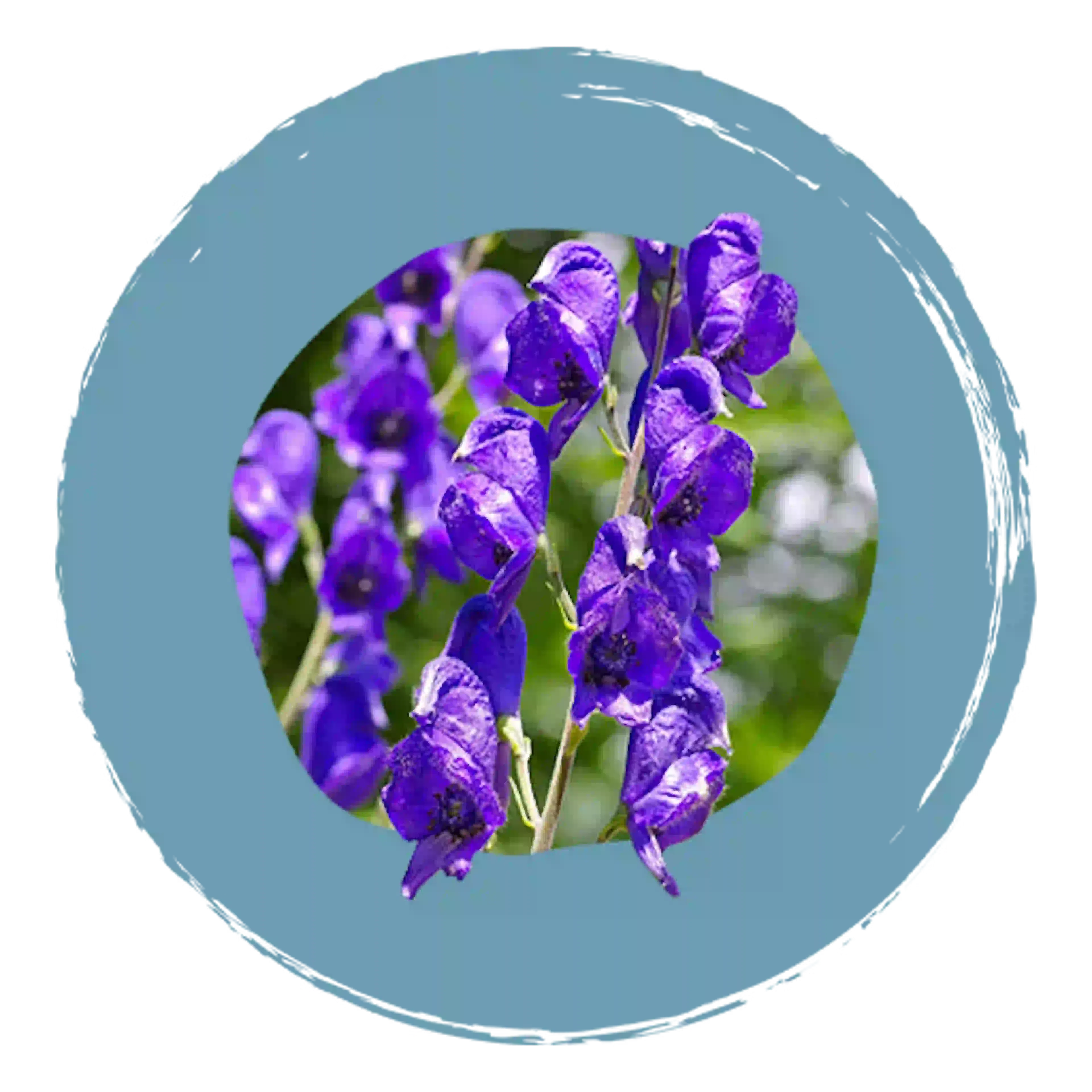 Bloem Aconitum napellus, actief bestanddeel van Sedatif PC