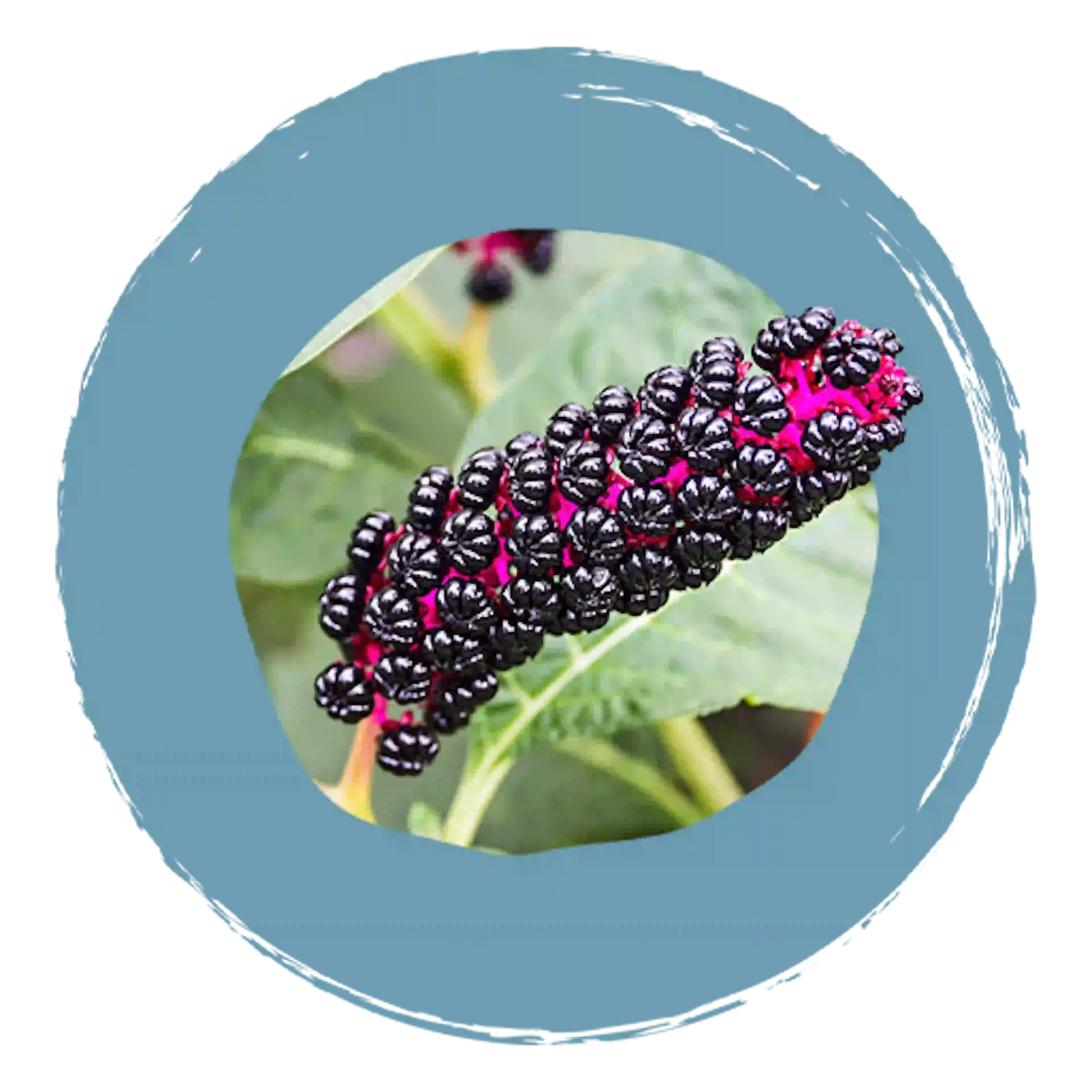 Fleur Phytolacca Decandra, composant actif de Camilia