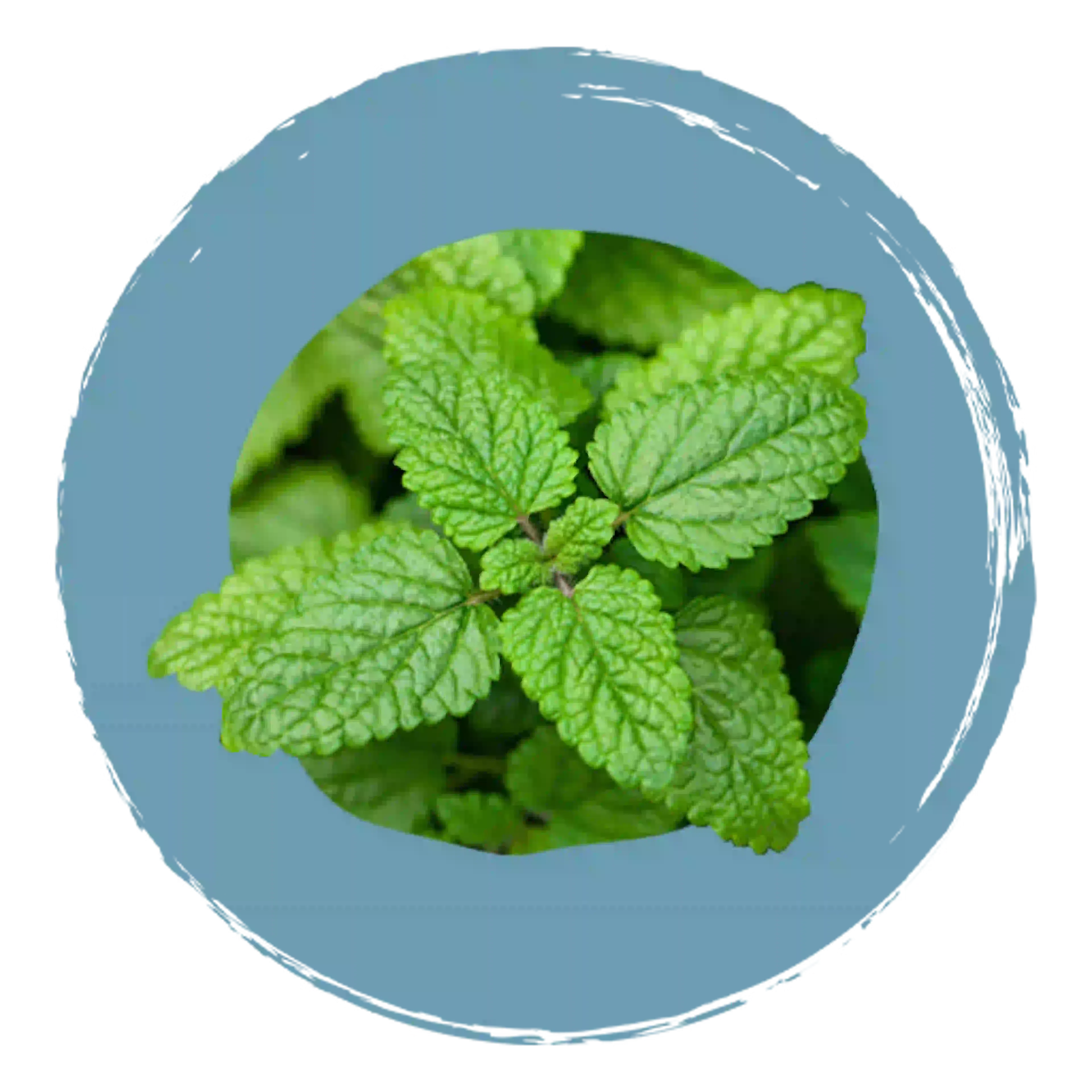 Plante melissa officinalis, composant actif de Magnenight