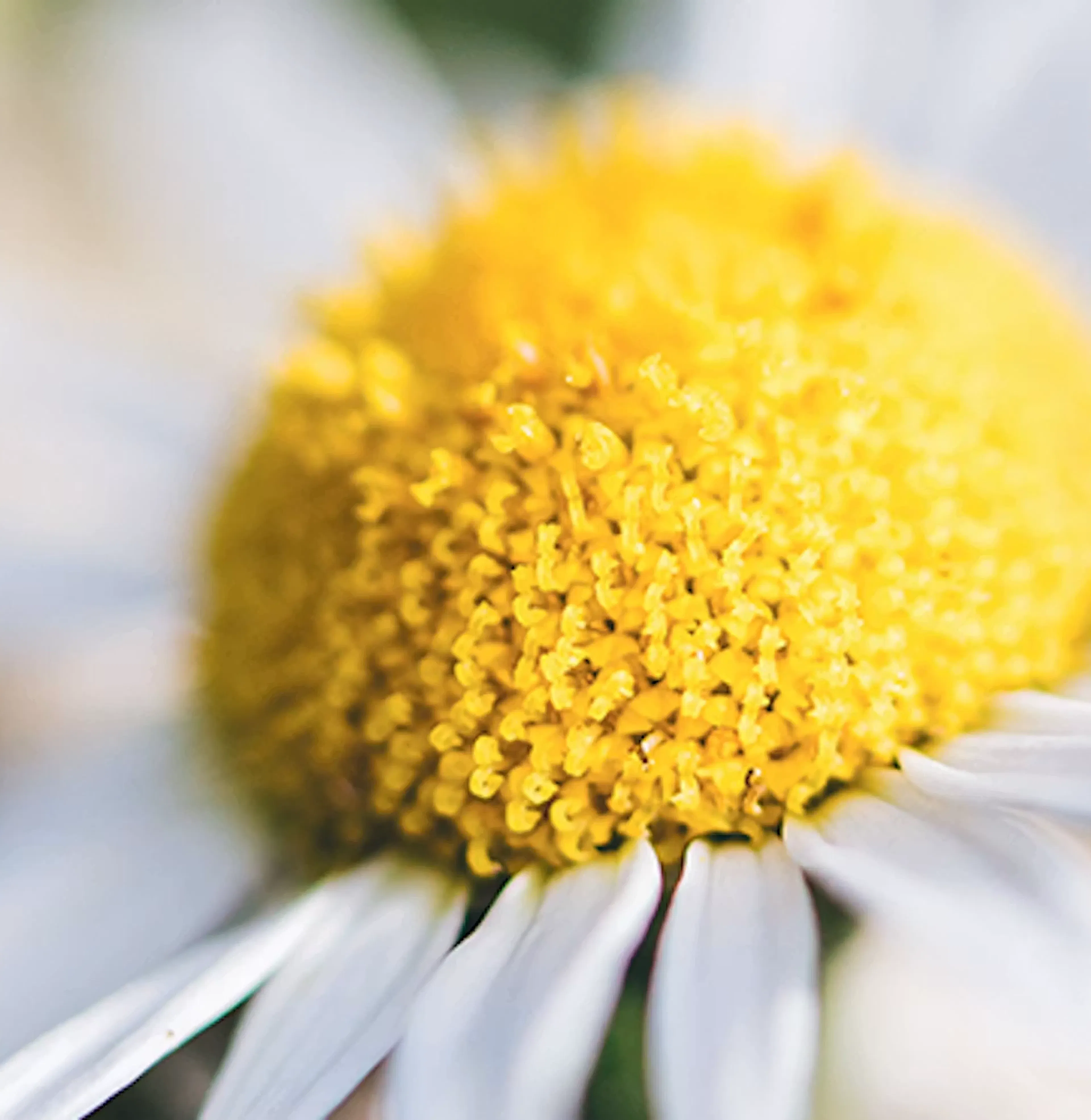 Camomille, une petite fleur aux grands effets 