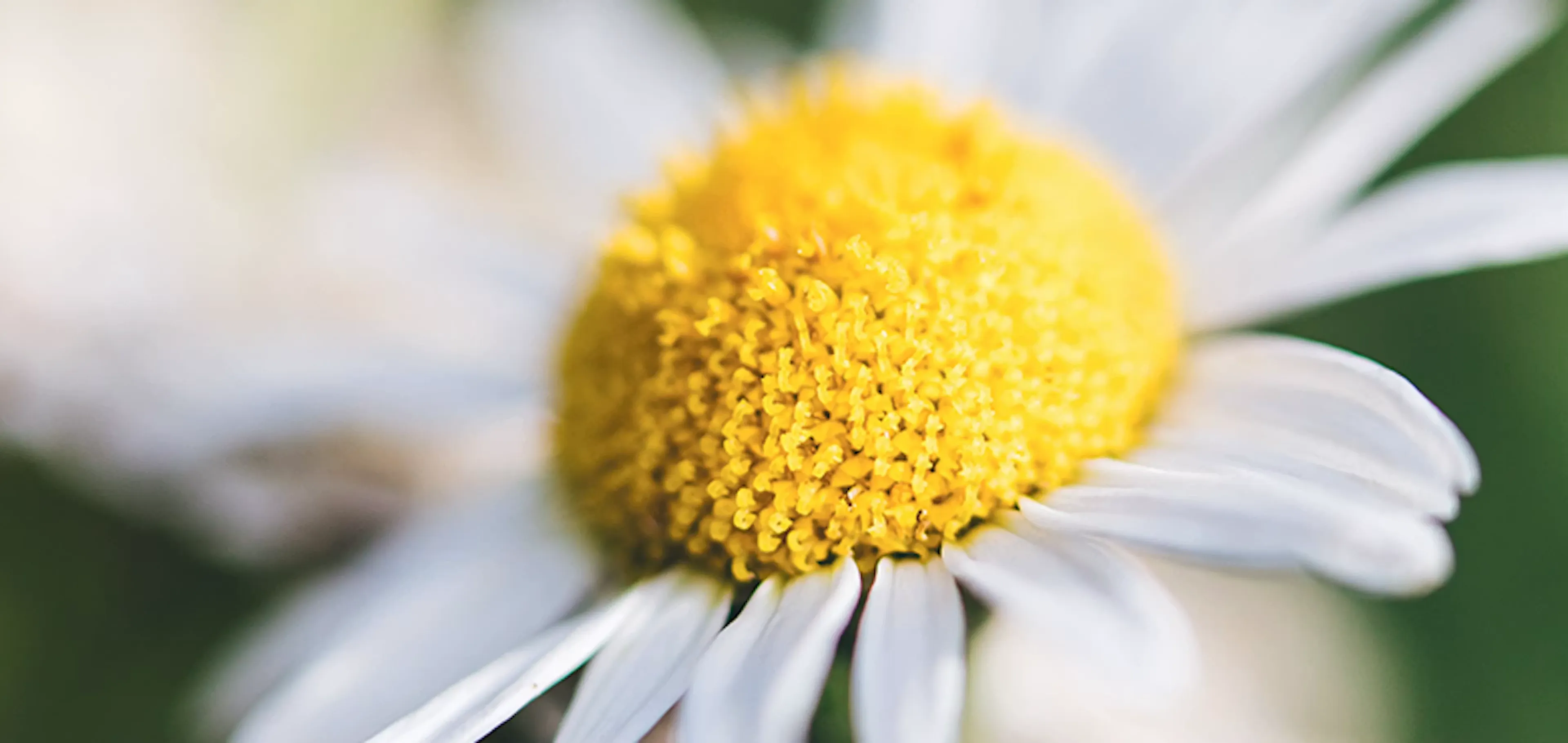 Kamille, een kleine bloem met grote effecten